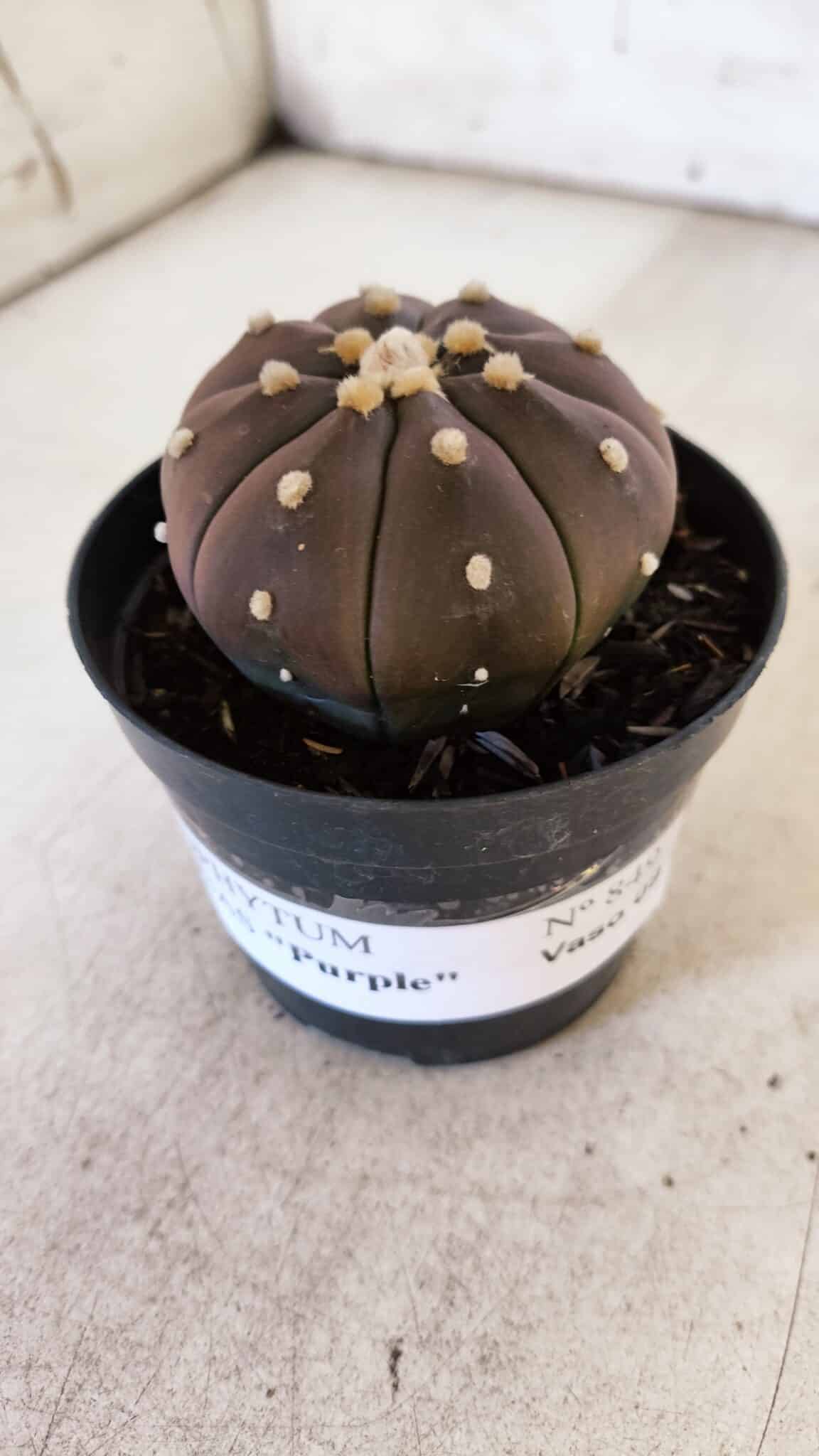 ASTROPHYTUM ASTERIAS “Purple” Nº 849 – vaso 09