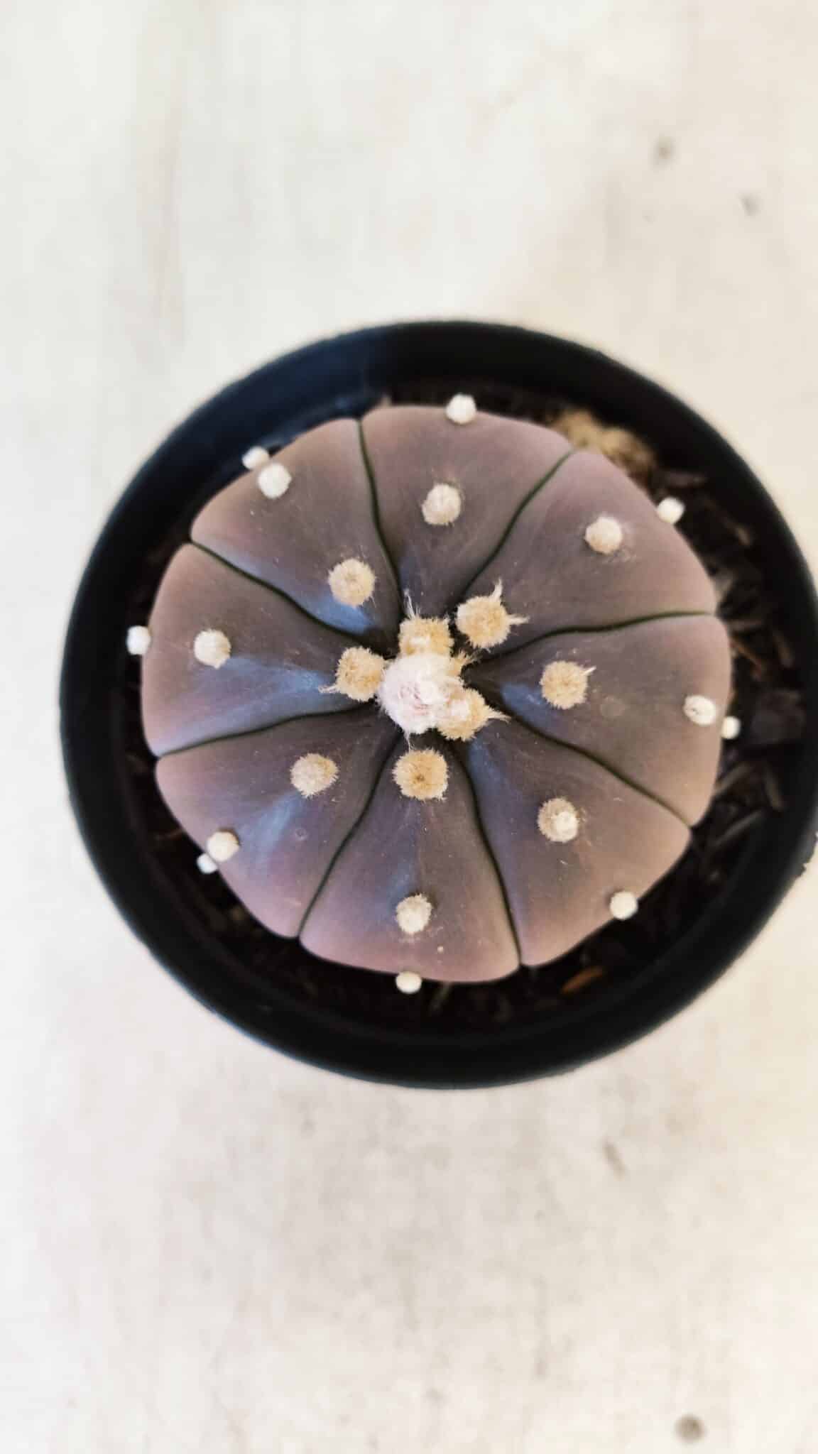 ASTROPHYTUM ASTERIAS “Purple” Nº 849 – vaso 09