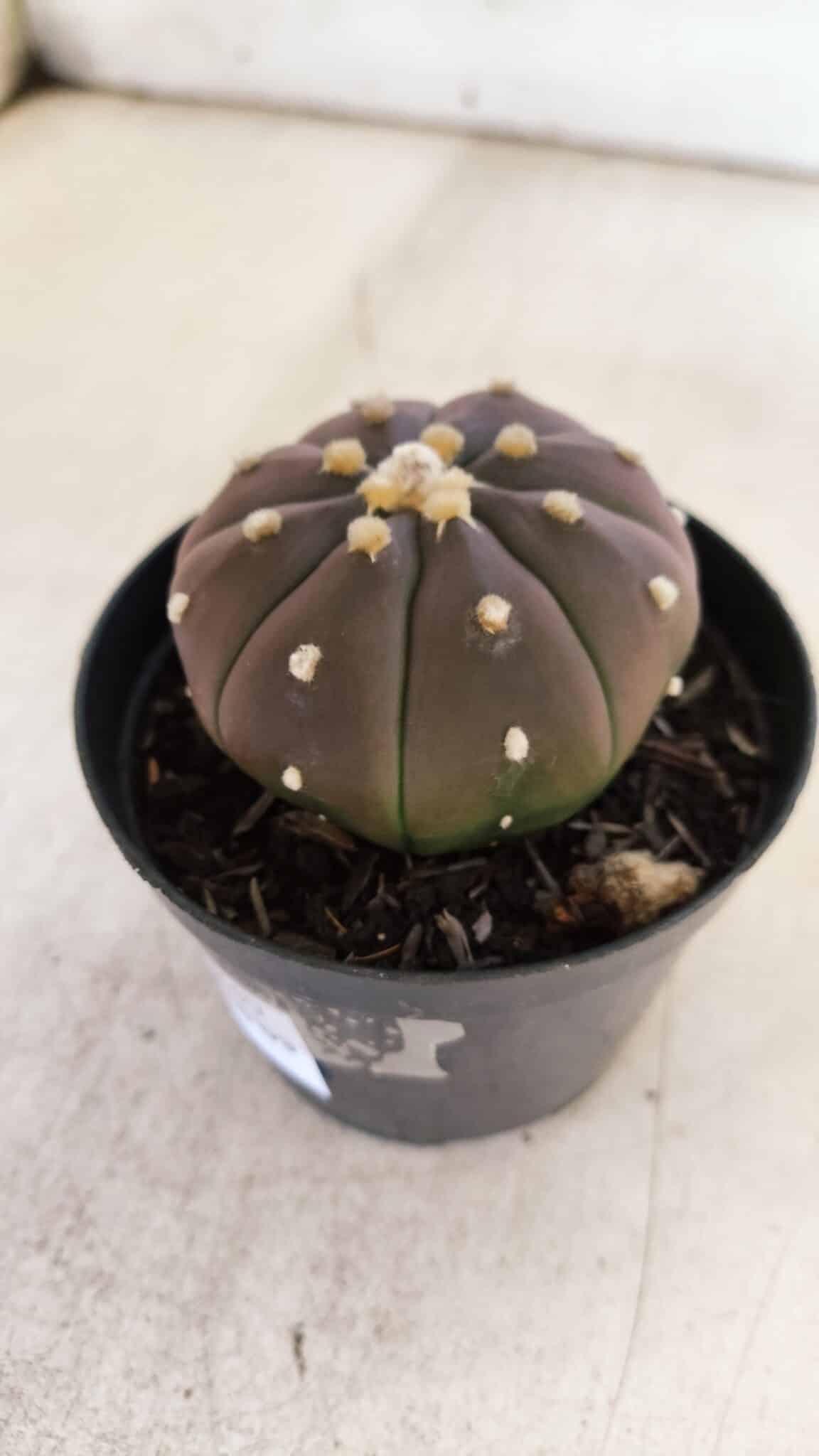 ASTROPHYTUM ASTERIAS “Purple” Nº 849 – vaso 09
