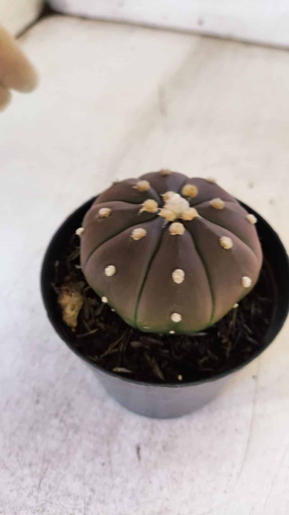 ASTROPHYTUM ASTERIAS “Purple” Nº 849 – vaso 09