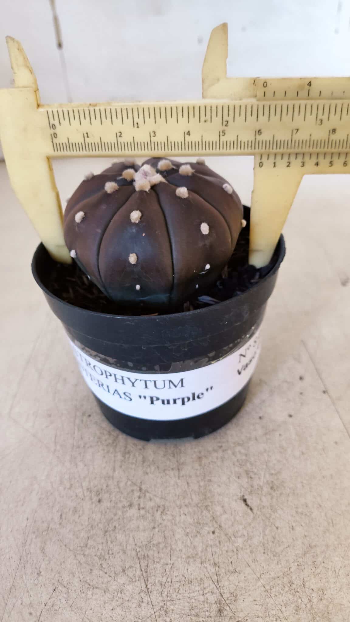ASTROPHYTUM ASTERIAS “Purple” Nº 849 – vaso 09