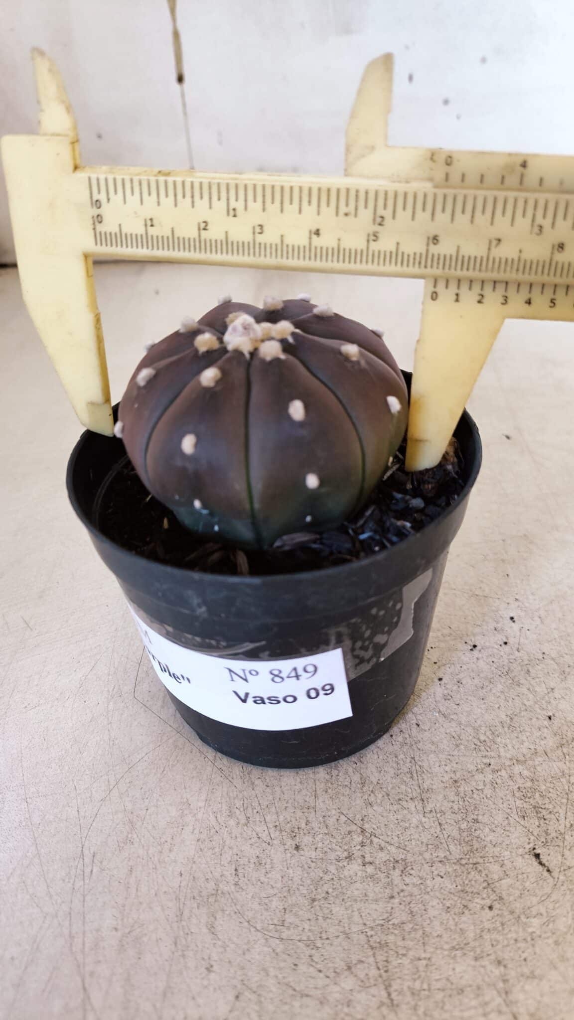 ASTROPHYTUM ASTERIAS “Purple” Nº 849 – vaso 09