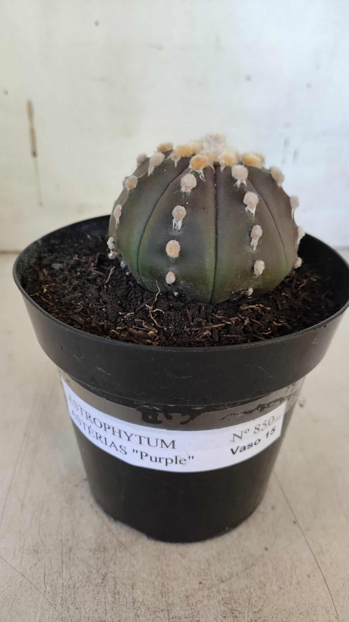 ASTROPHYTUM ASTERIAS “Purple”  Nº 850 – vaso 15