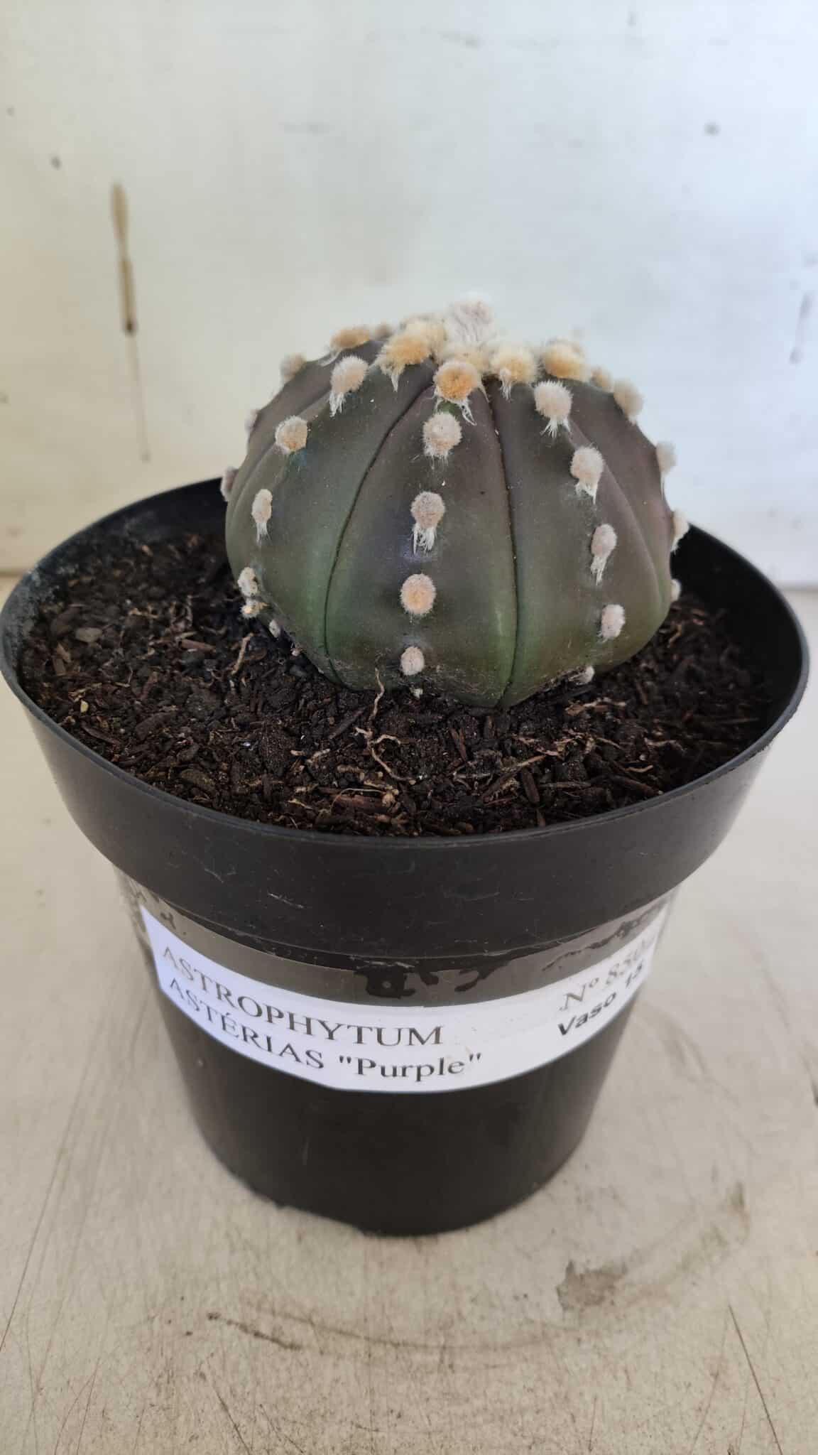 ASTROPHYTUM ASTERIAS “Purple”  Nº 850 – vaso 15