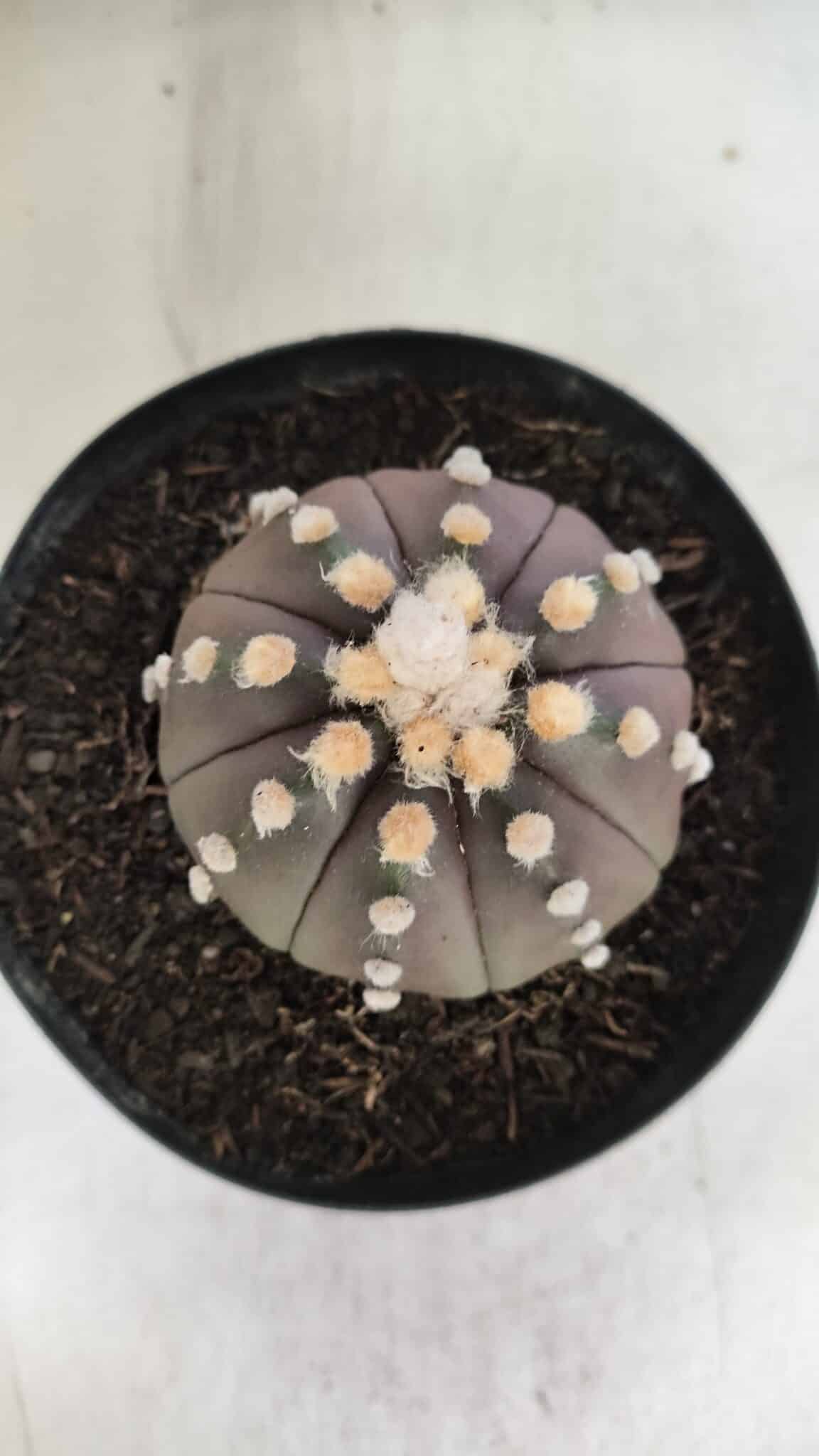ASTROPHYTUM ASTERIAS “Purple”  Nº 850 – vaso 15