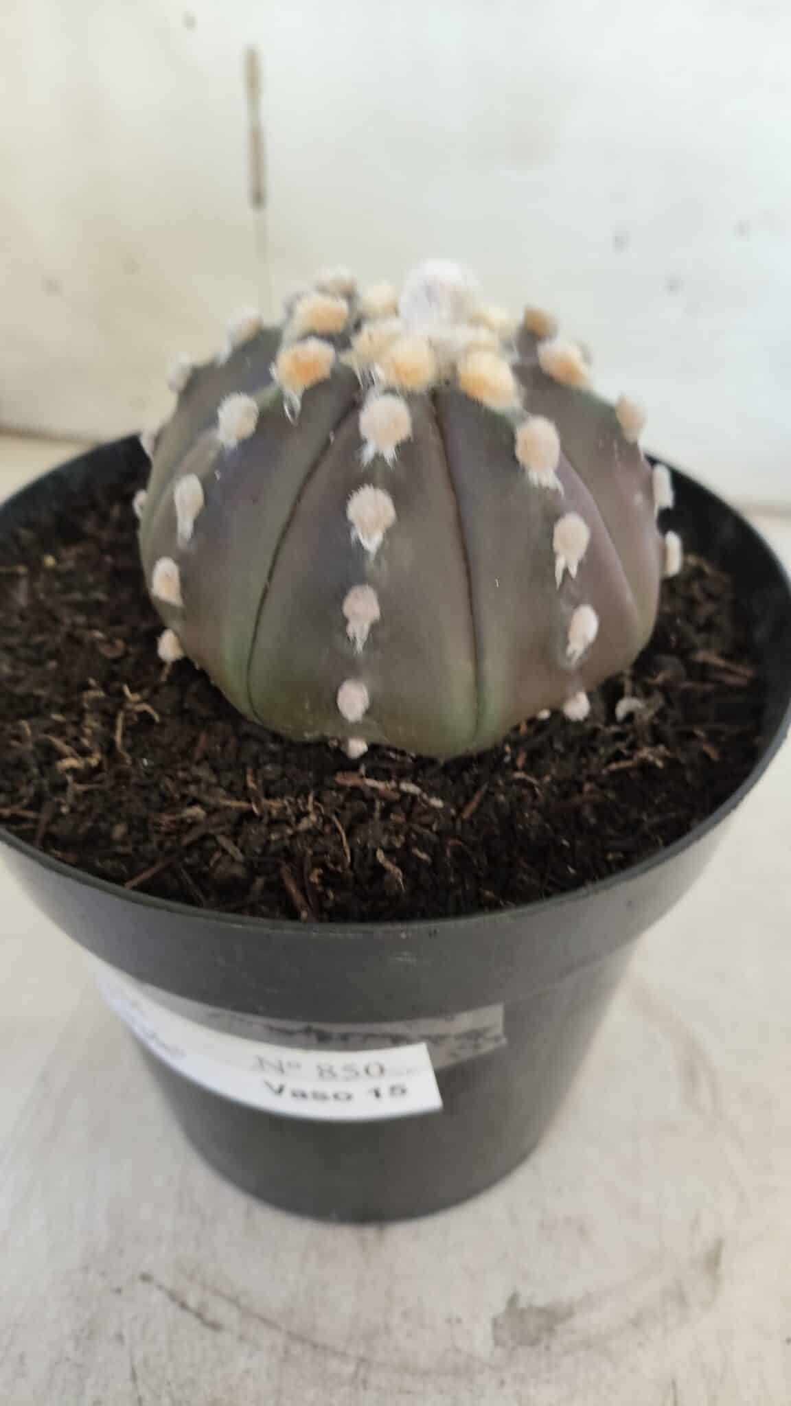 ASTROPHYTUM ASTERIAS “Purple”  Nº 850 – vaso 15