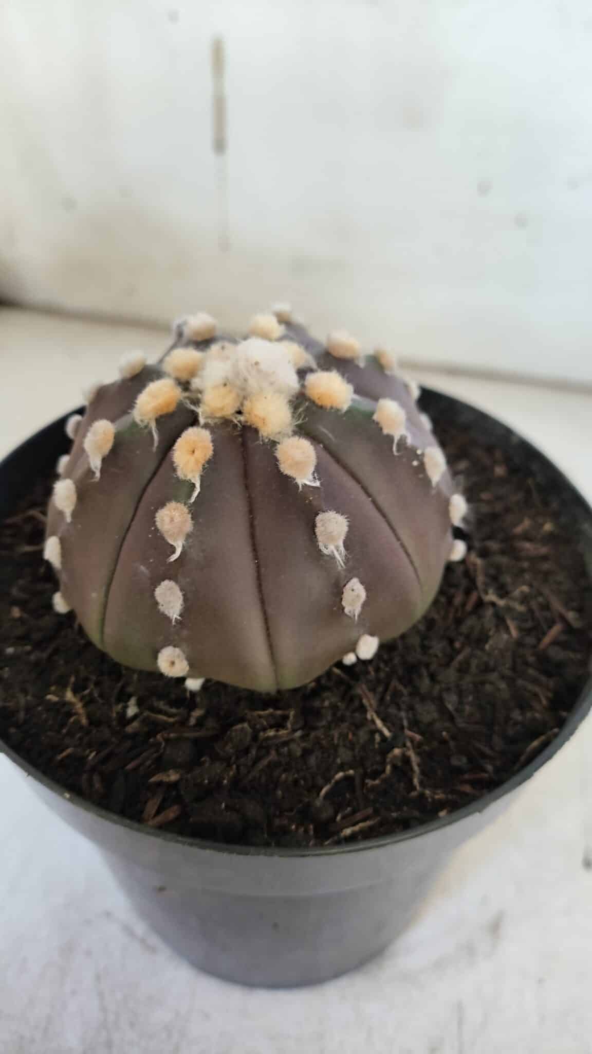 ASTROPHYTUM ASTERIAS “Purple”  Nº 850 – vaso 15