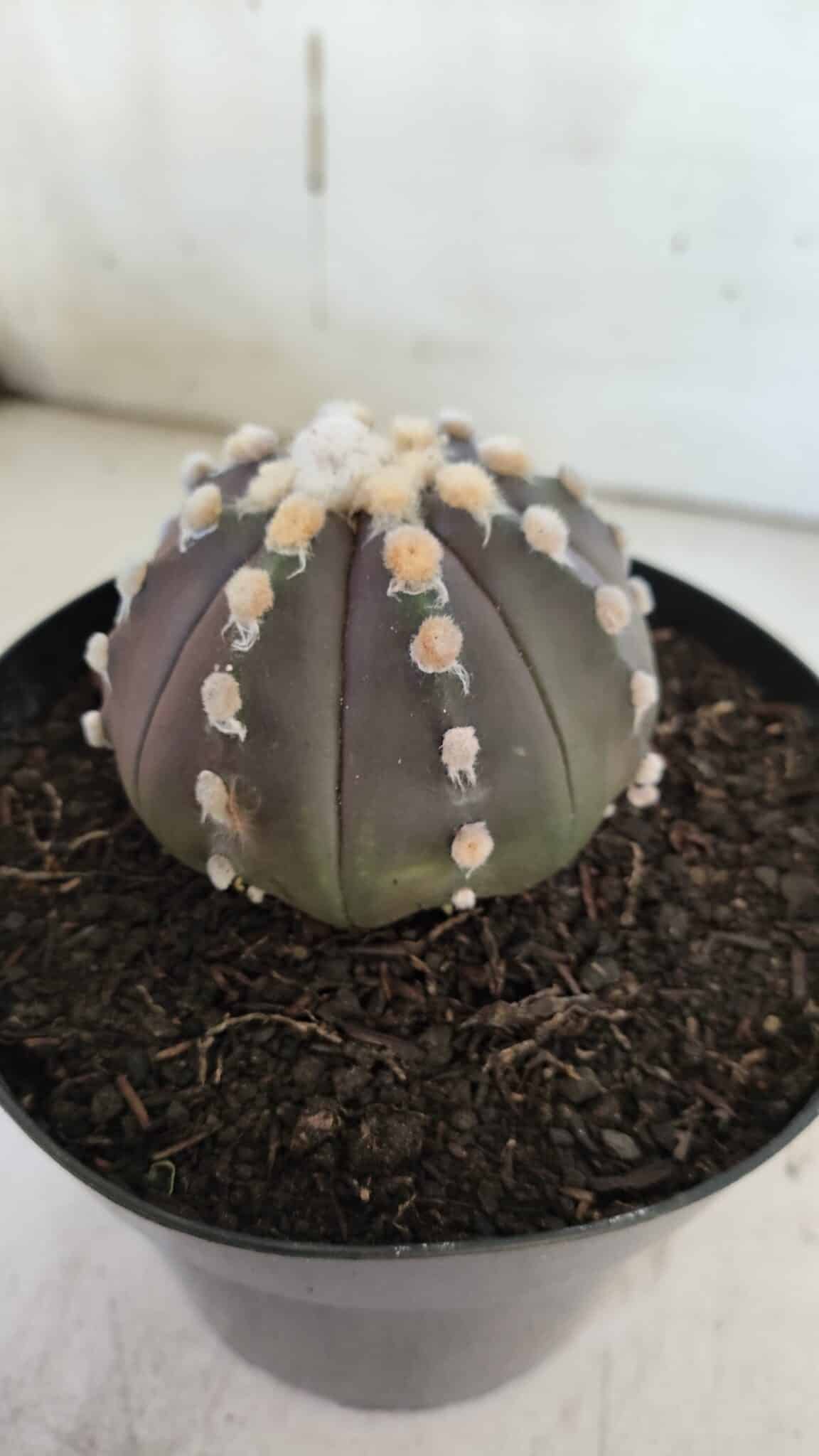 ASTROPHYTUM ASTERIAS “Purple”  Nº 850 – vaso 15