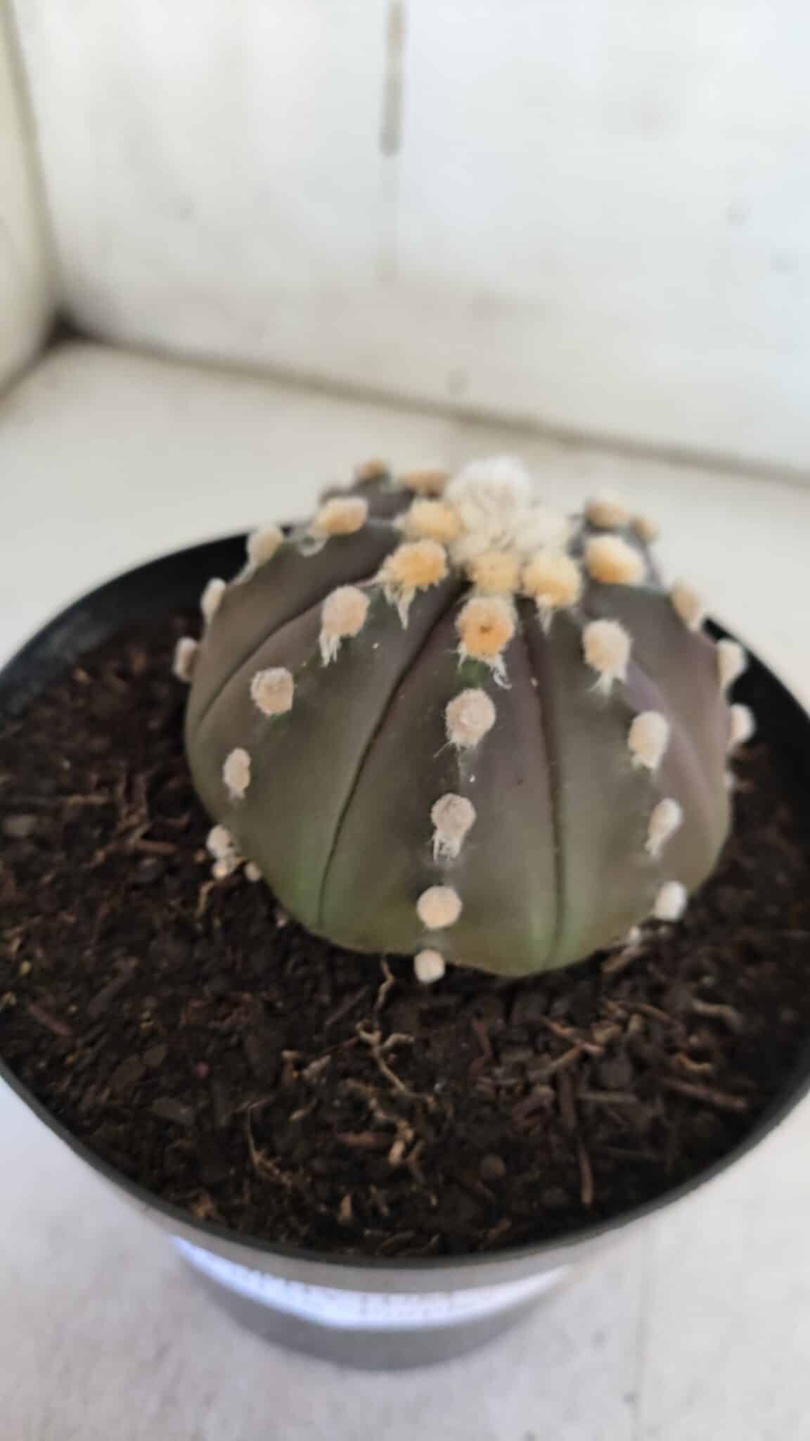 ASTROPHYTUM ASTERIAS “Purple”  Nº 850 – vaso 15