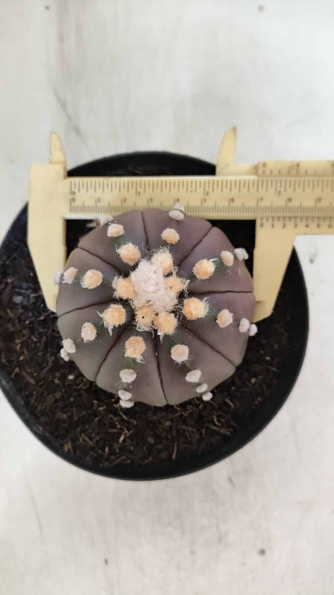 ASTROPHYTUM ASTERIAS “Purple”  Nº 850 – vaso 15