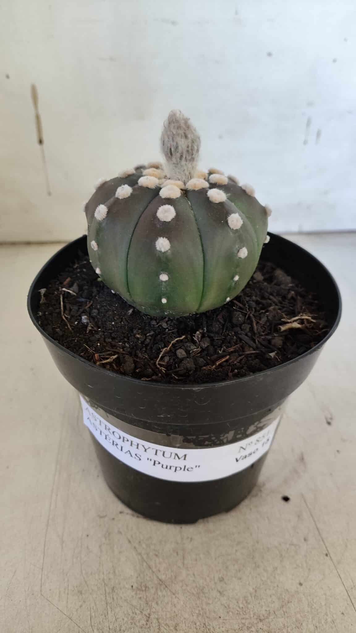 ASTROPHYTUM ASTERIAS “Purple”  Nº 851 – vaso 15