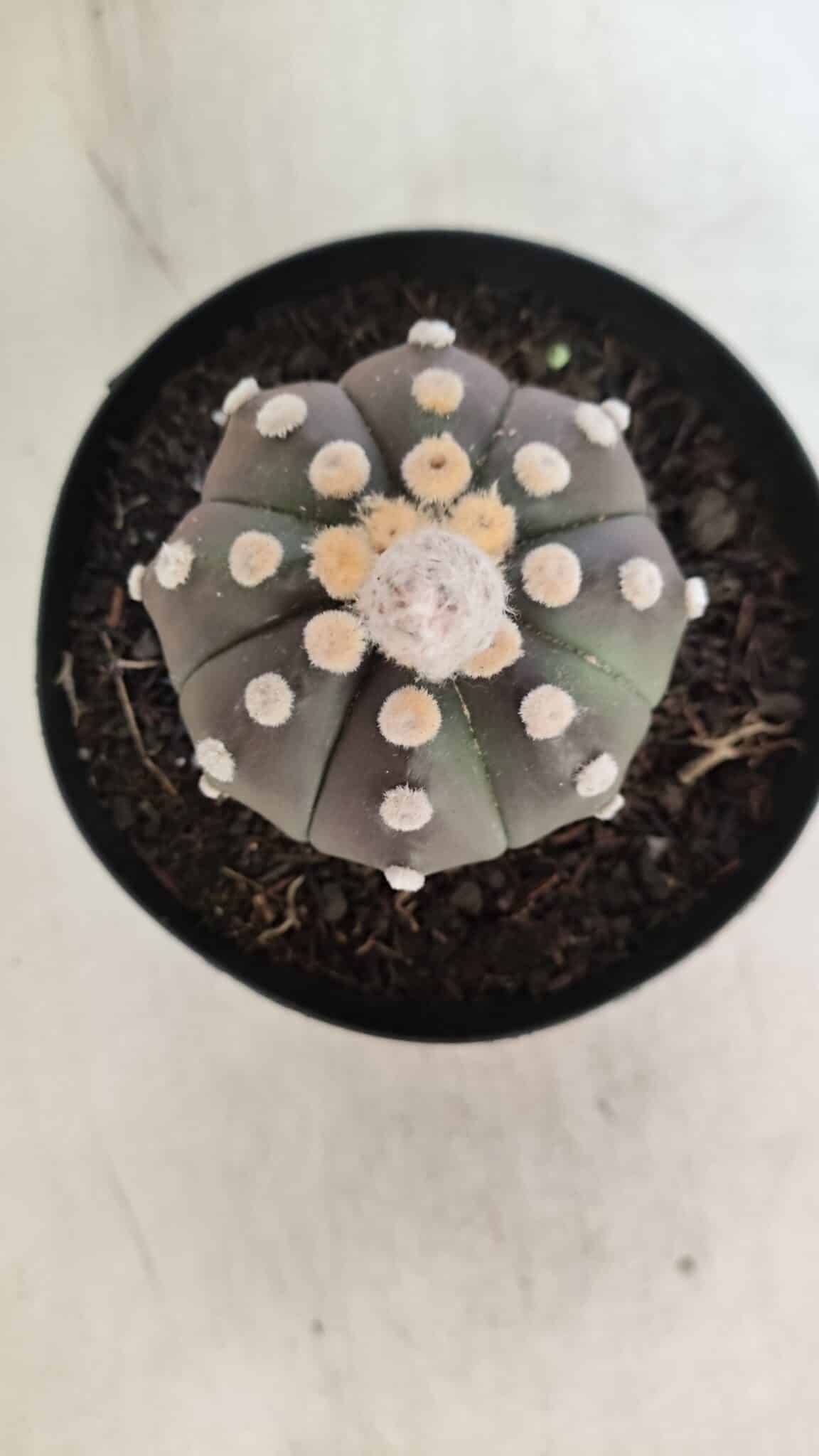 ASTROPHYTUM ASTERIAS “Purple”  Nº 851 – vaso 15