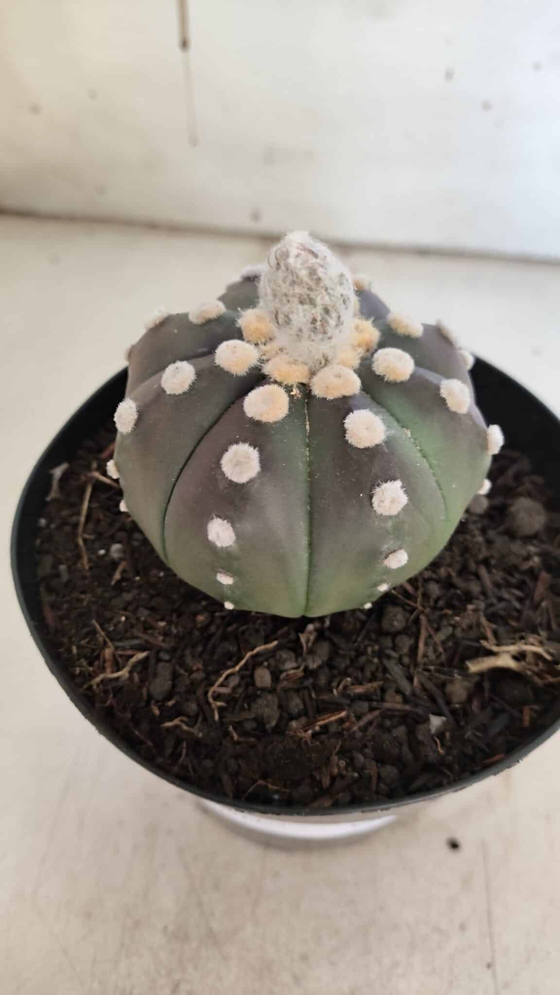 ASTROPHYTUM ASTERIAS “Purple”  Nº 851 – vaso 15