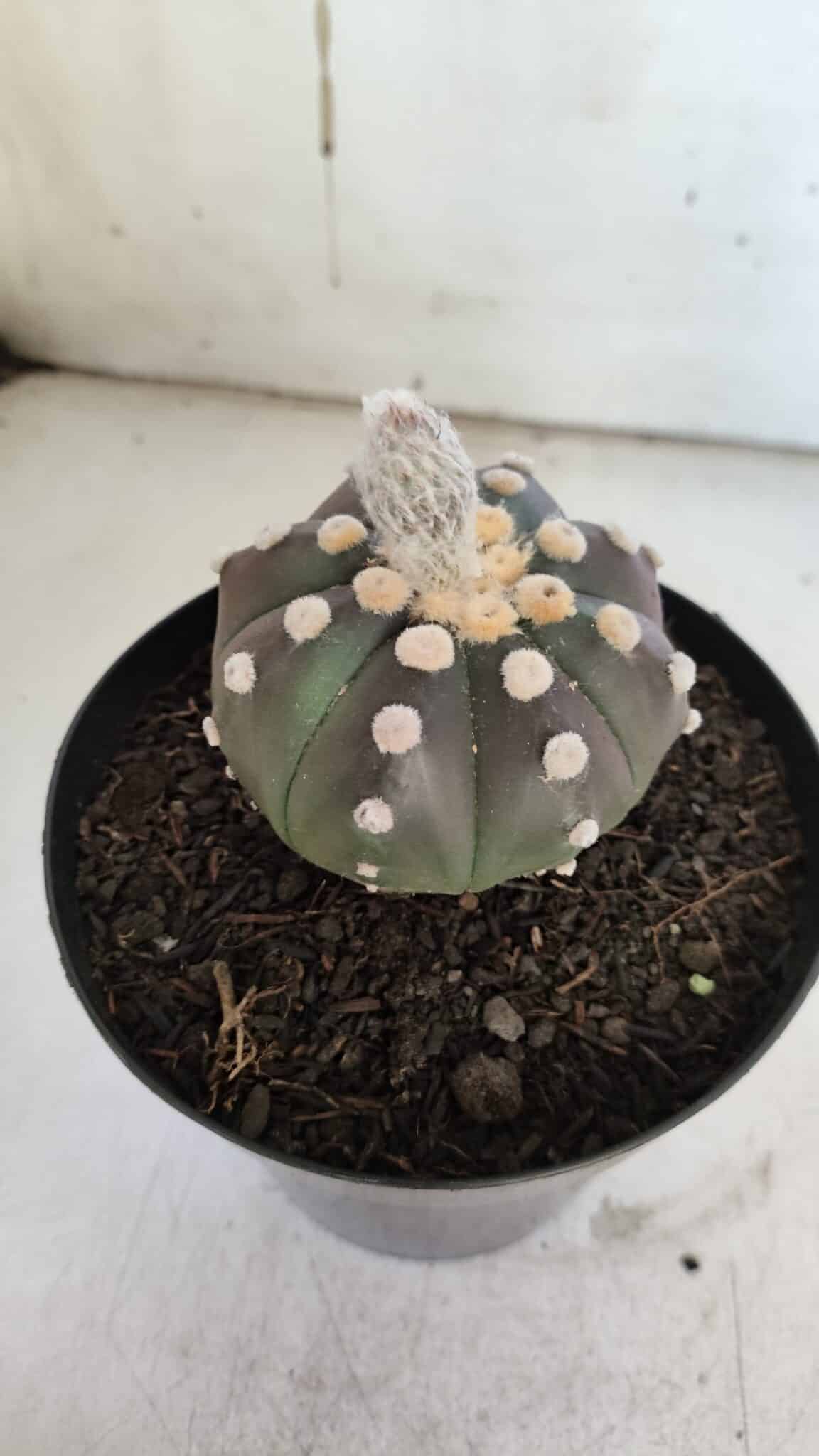 ASTROPHYTUM ASTERIAS “Purple”  Nº 851 – vaso 15