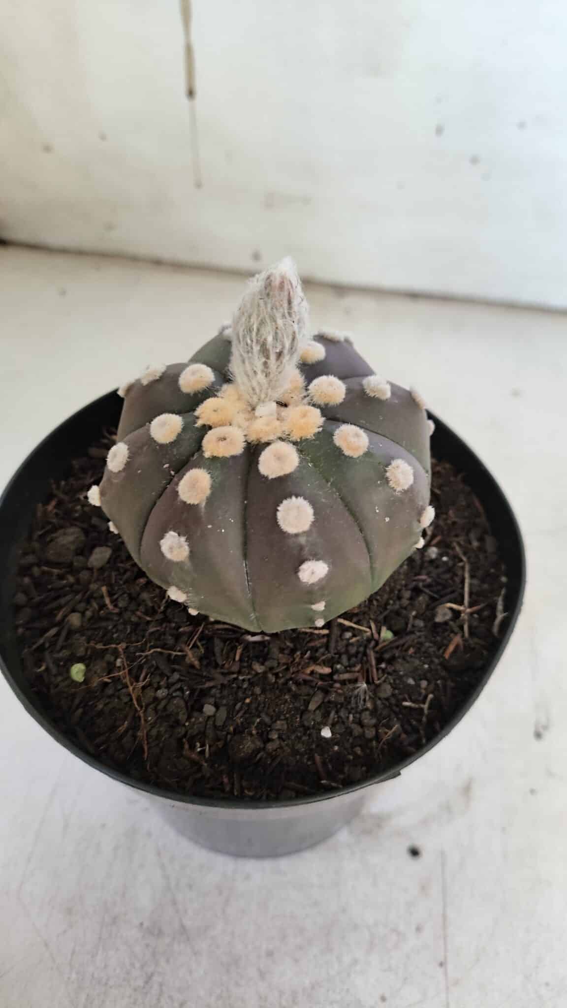 ASTROPHYTUM ASTERIAS “Purple”  Nº 851 – vaso 15