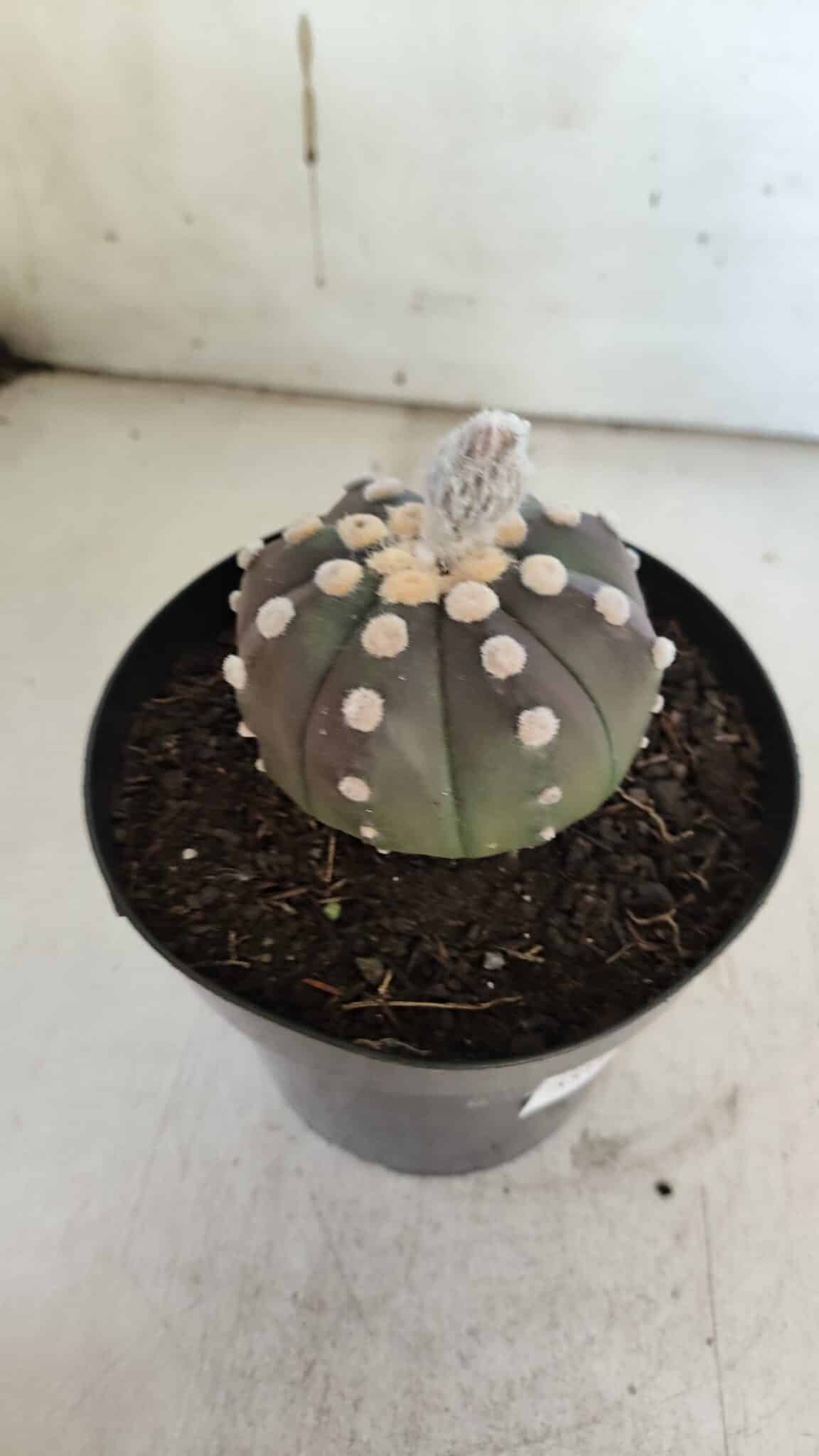 ASTROPHYTUM ASTERIAS “Purple”  Nº 851 – vaso 15
