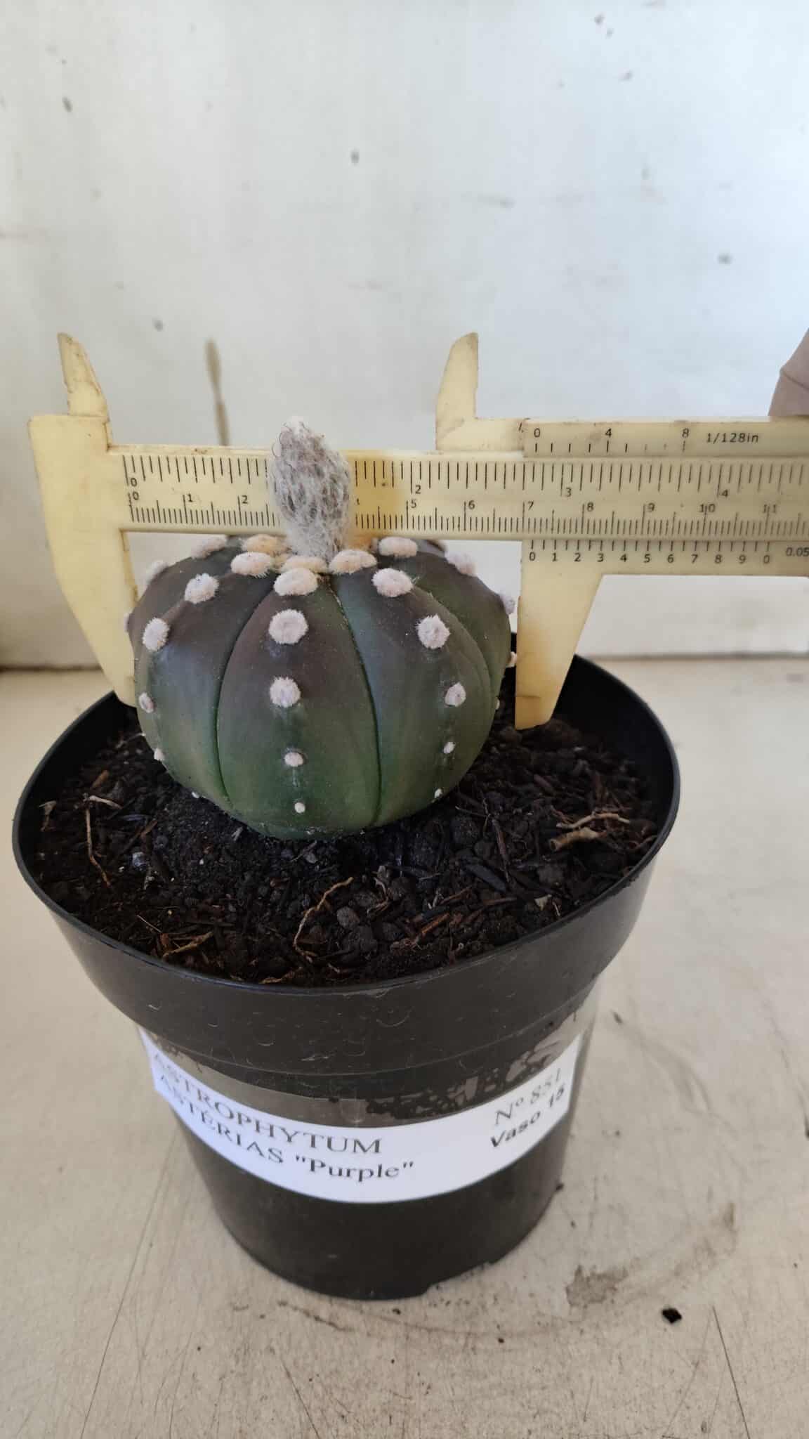 ASTROPHYTUM ASTERIAS “Purple”  Nº 851 – vaso 15