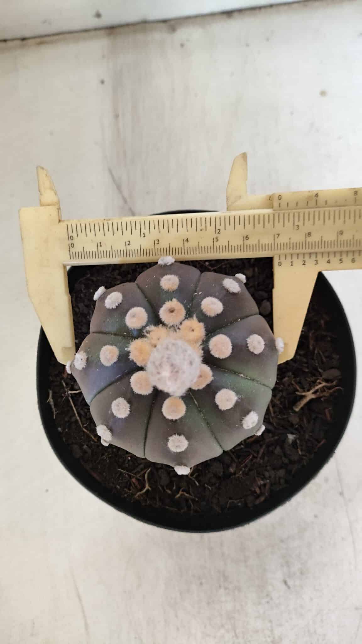 ASTROPHYTUM ASTERIAS “Purple”  Nº 851 – vaso 15