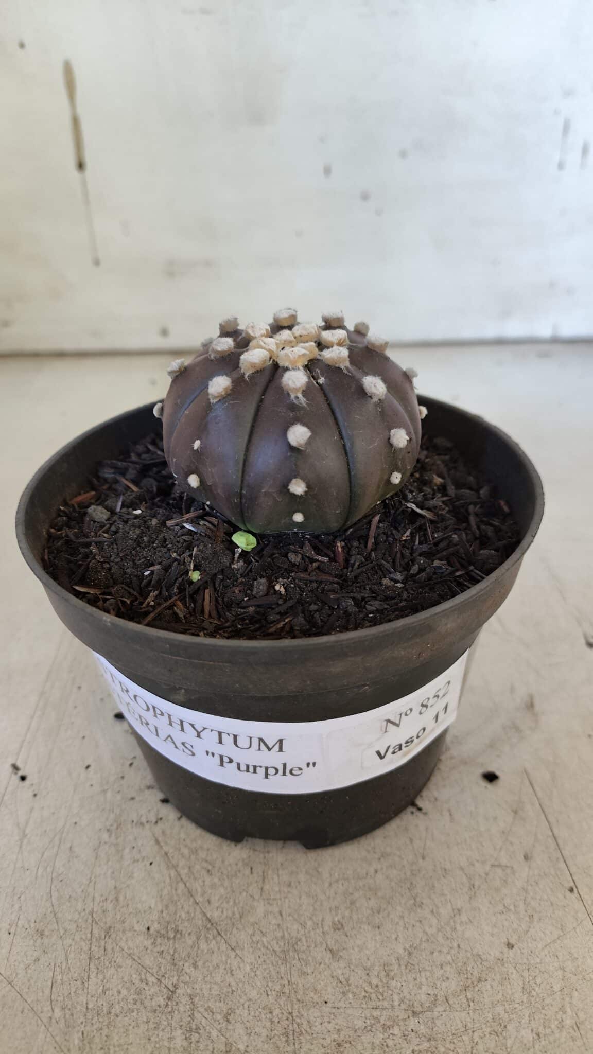 ASTROPHYTUM ASTERIAS “Purple”  Nº 852 – vaso 09