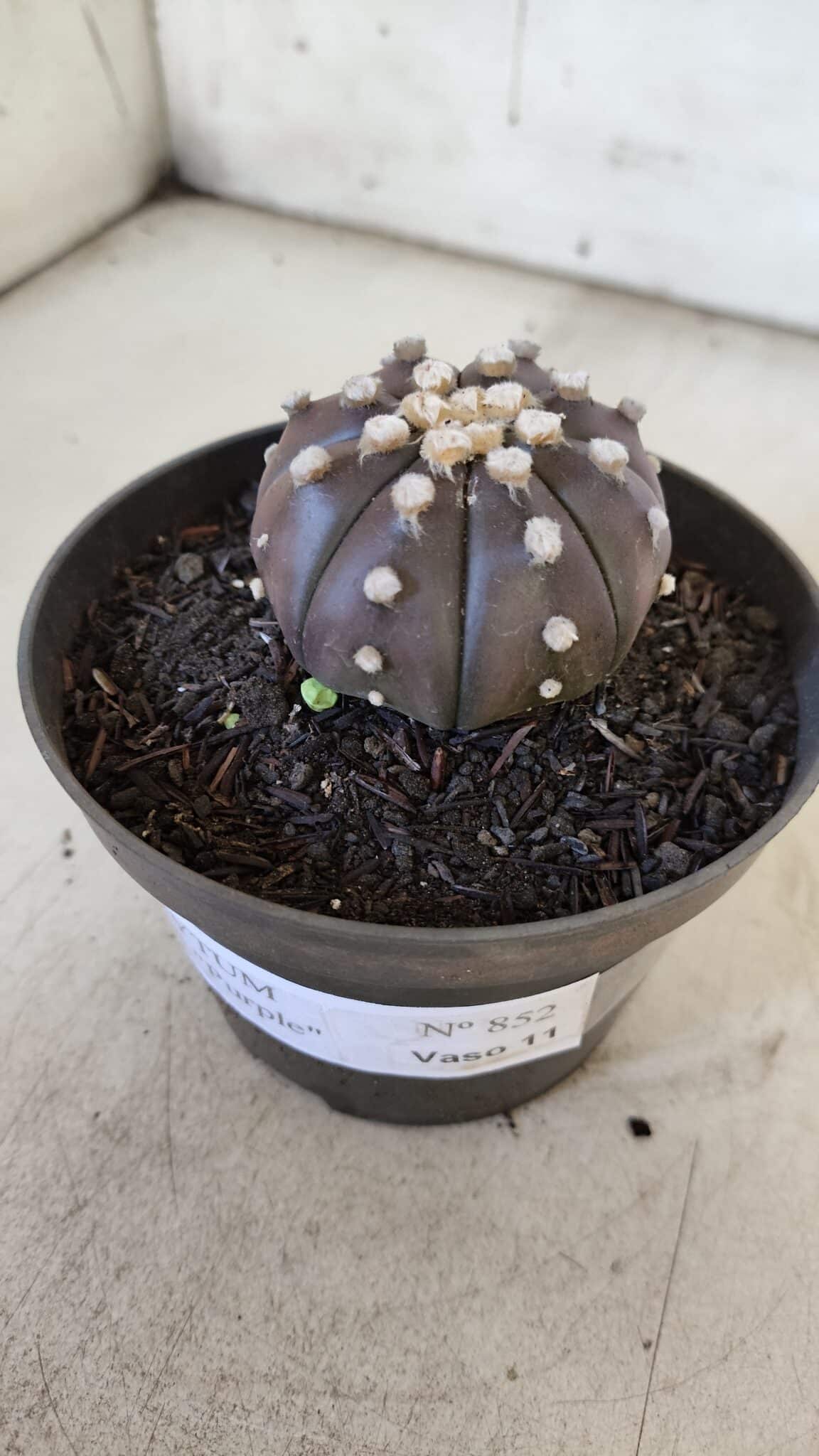 ASTROPHYTUM ASTERIAS “Purple”  Nº 852 – vaso 09