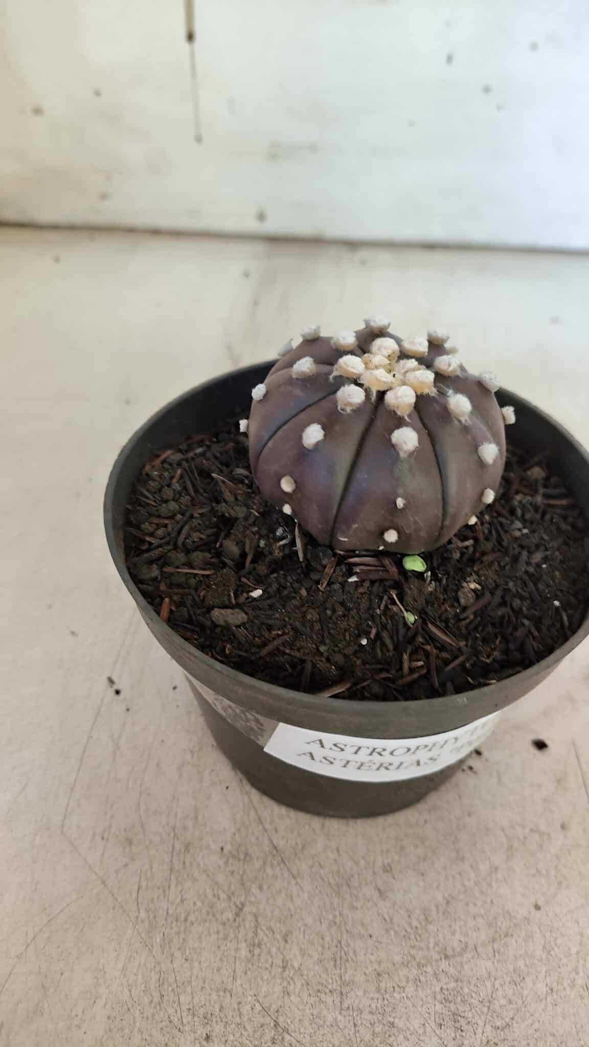 ASTROPHYTUM ASTERIAS “Purple”  Nº 852 – vaso 09
