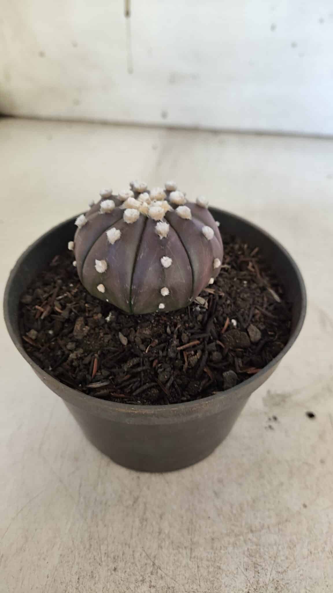 ASTROPHYTUM ASTERIAS “Purple”  Nº 852 – vaso 09