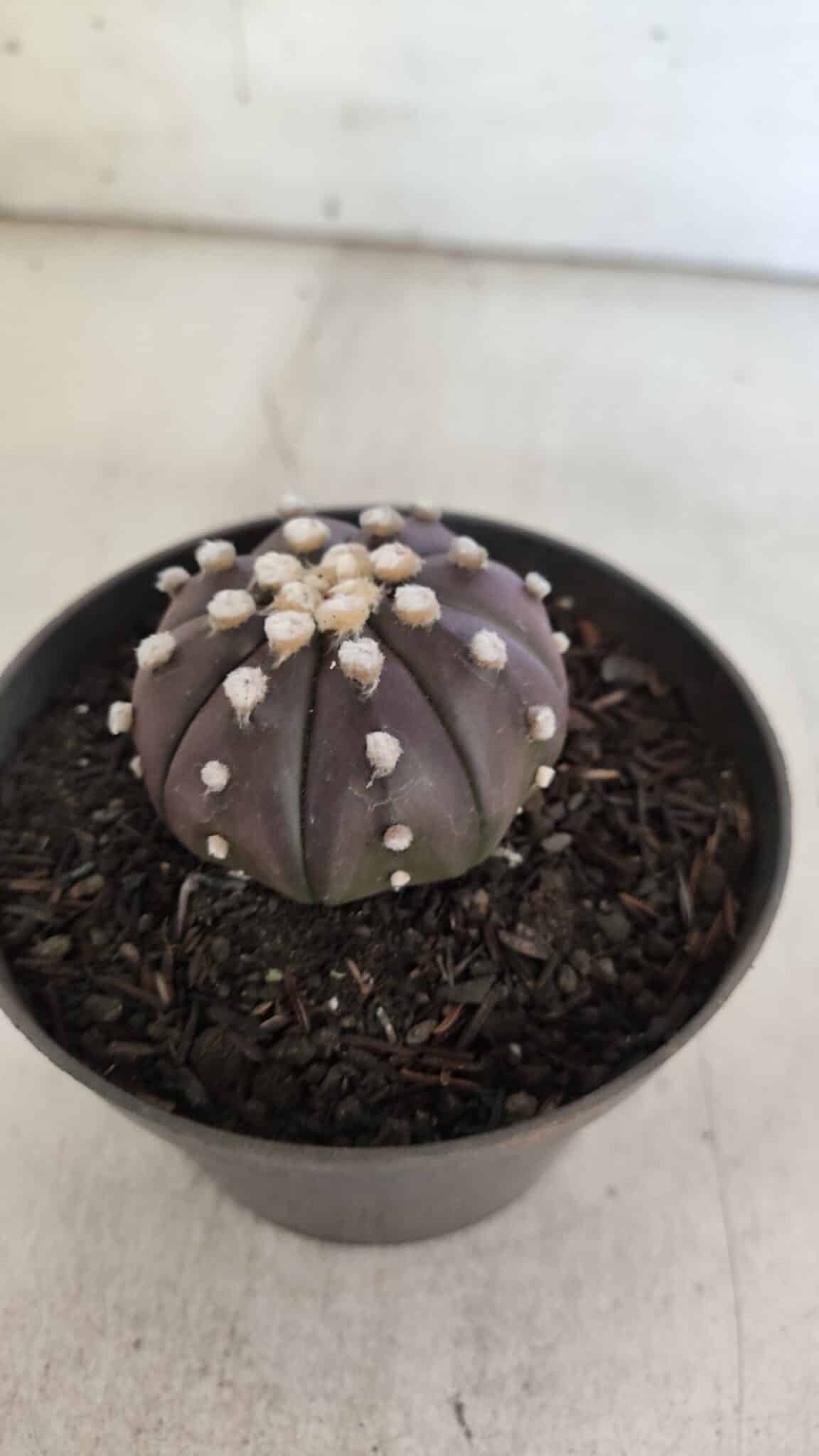 ASTROPHYTUM ASTERIAS “Purple”  Nº 852 – vaso 09