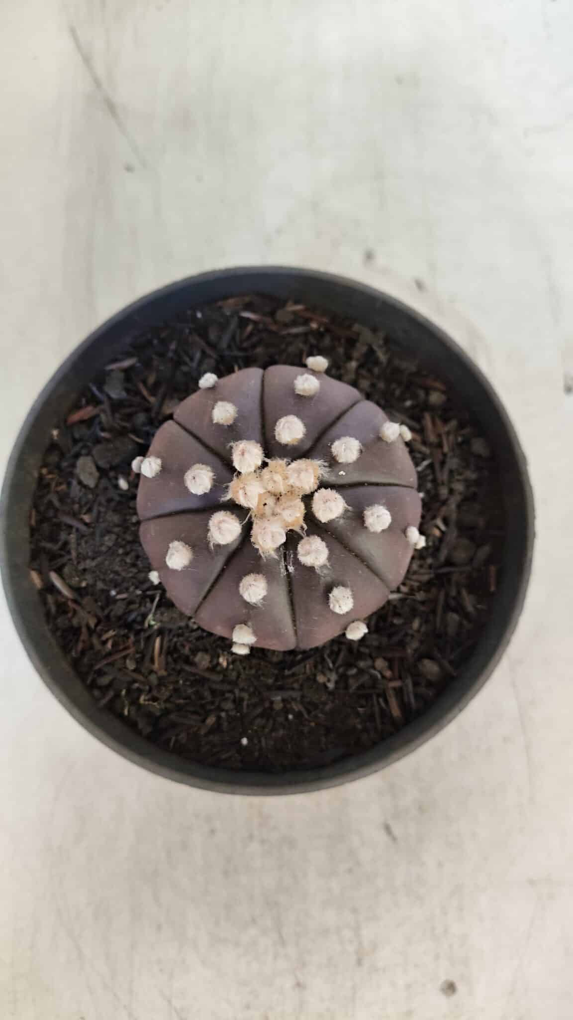 ASTROPHYTUM ASTERIAS “Purple”  Nº 852 – vaso 09