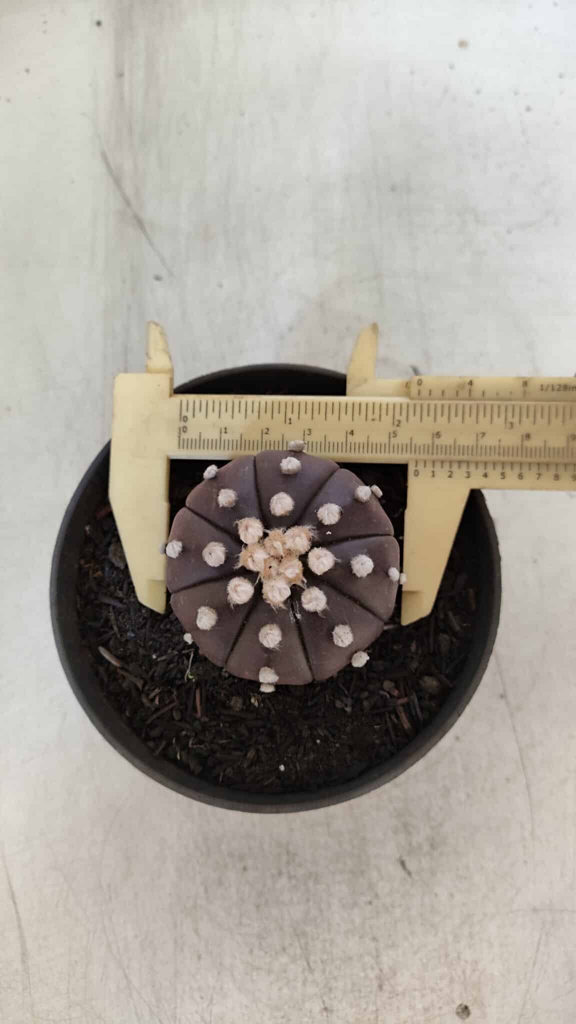 ASTROPHYTUM ASTERIAS “Purple”  Nº 852 – vaso 09