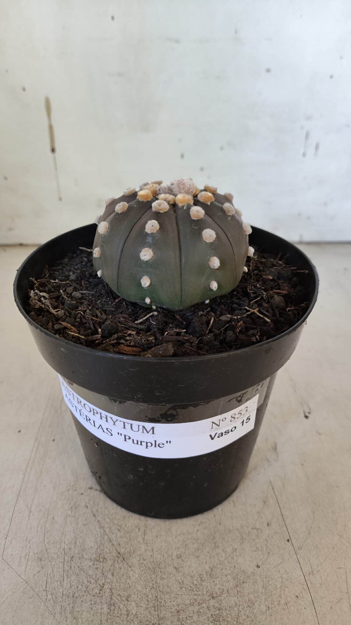 ASTROPHYTUM ASTERIAS “Purple”  Nº 853 – vaso 15