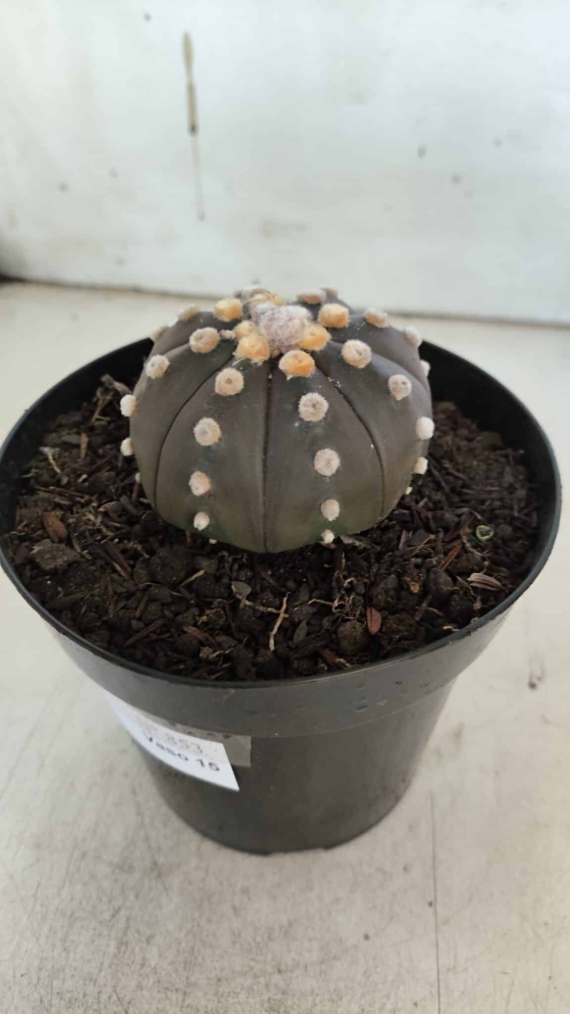 ASTROPHYTUM ASTERIAS “Purple”  Nº 853 – vaso 15