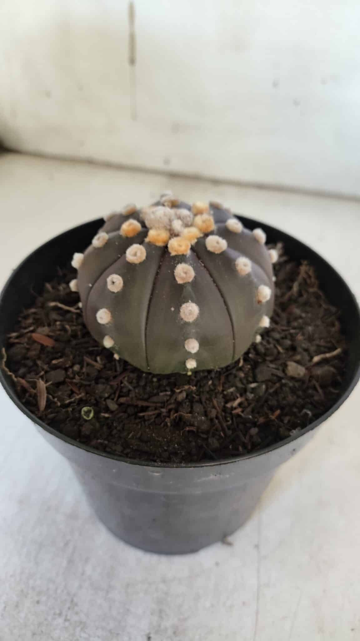 ASTROPHYTUM ASTERIAS “Purple”  Nº 853 – vaso 15