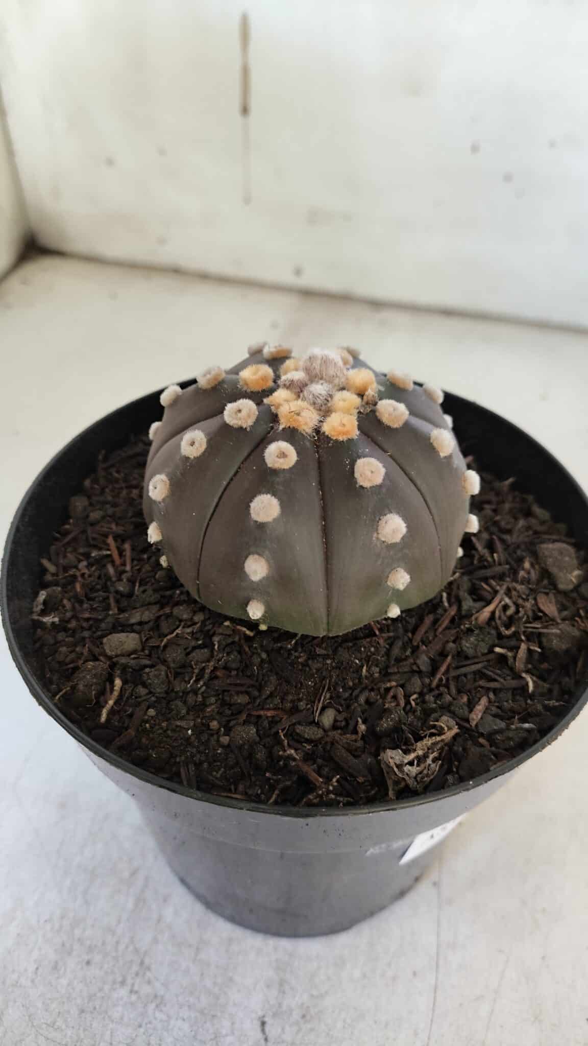 ASTROPHYTUM ASTERIAS “Purple”  Nº 853 – vaso 15