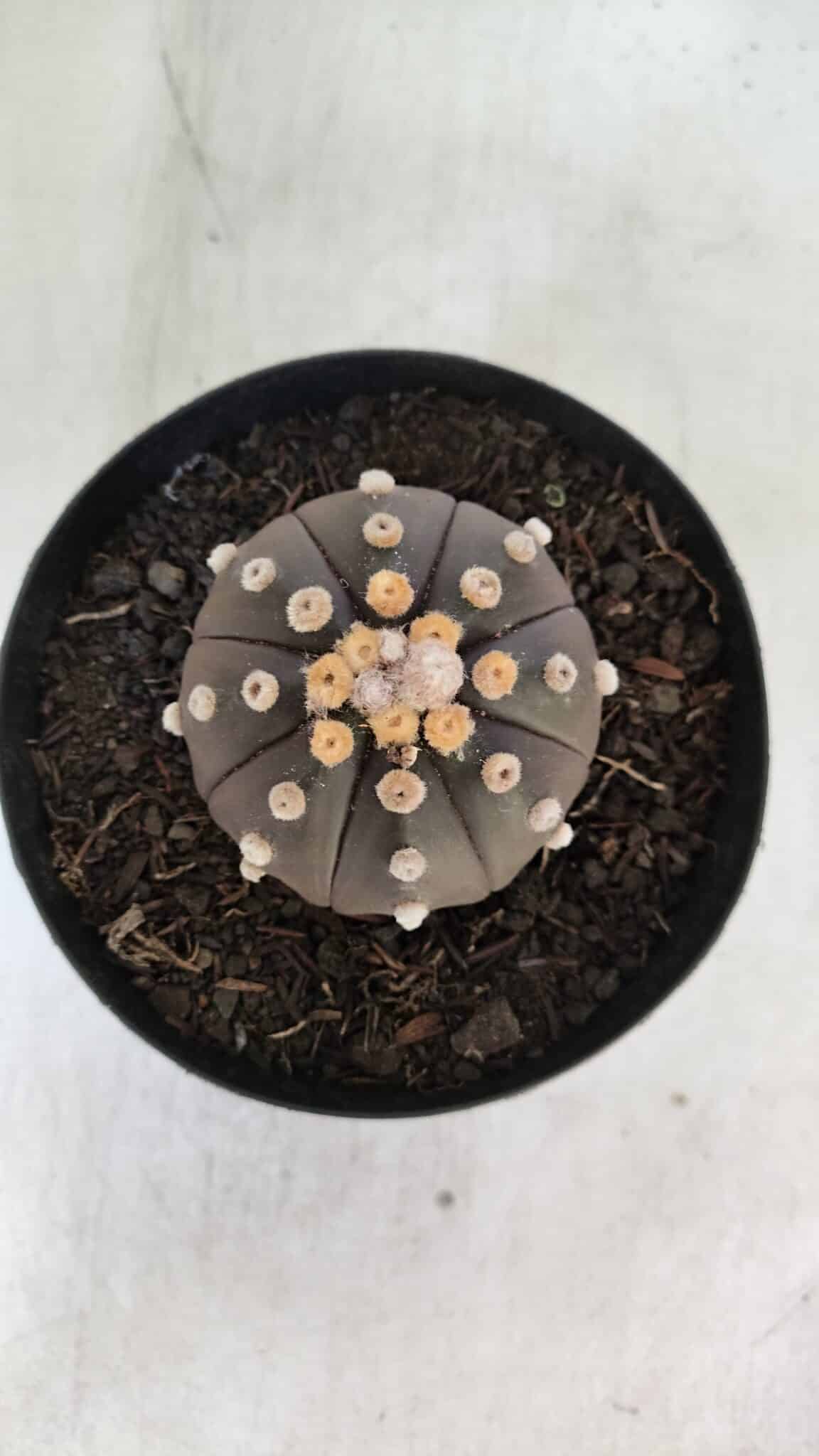 ASTROPHYTUM ASTERIAS “Purple”  Nº 853 – vaso 15