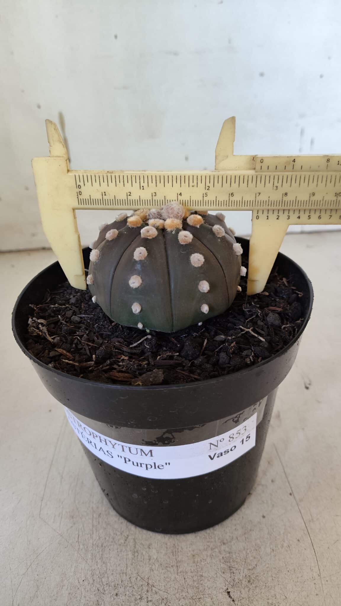 ASTROPHYTUM ASTERIAS “Purple”  Nº 853 – vaso 15