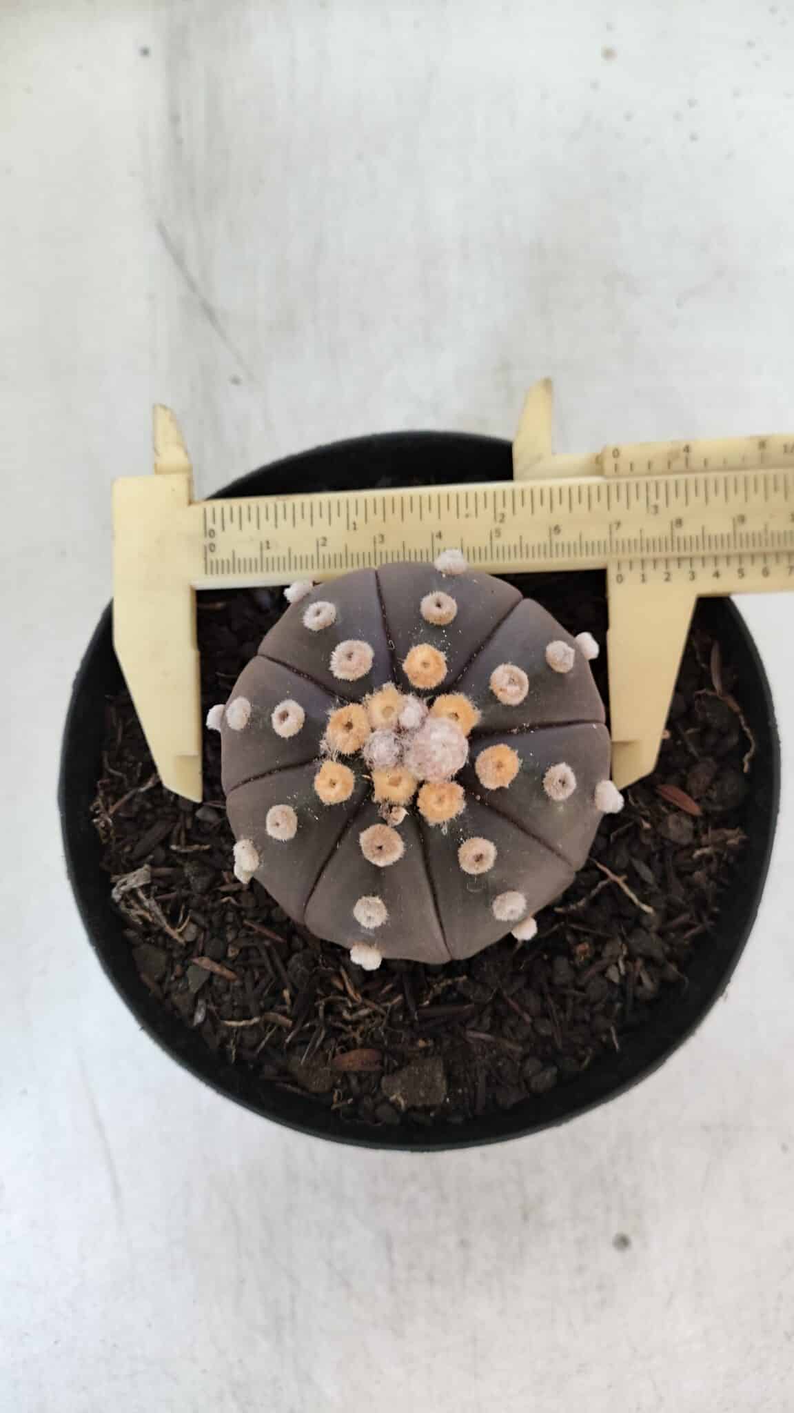 ASTROPHYTUM ASTERIAS “Purple”  Nº 853 – vaso 15