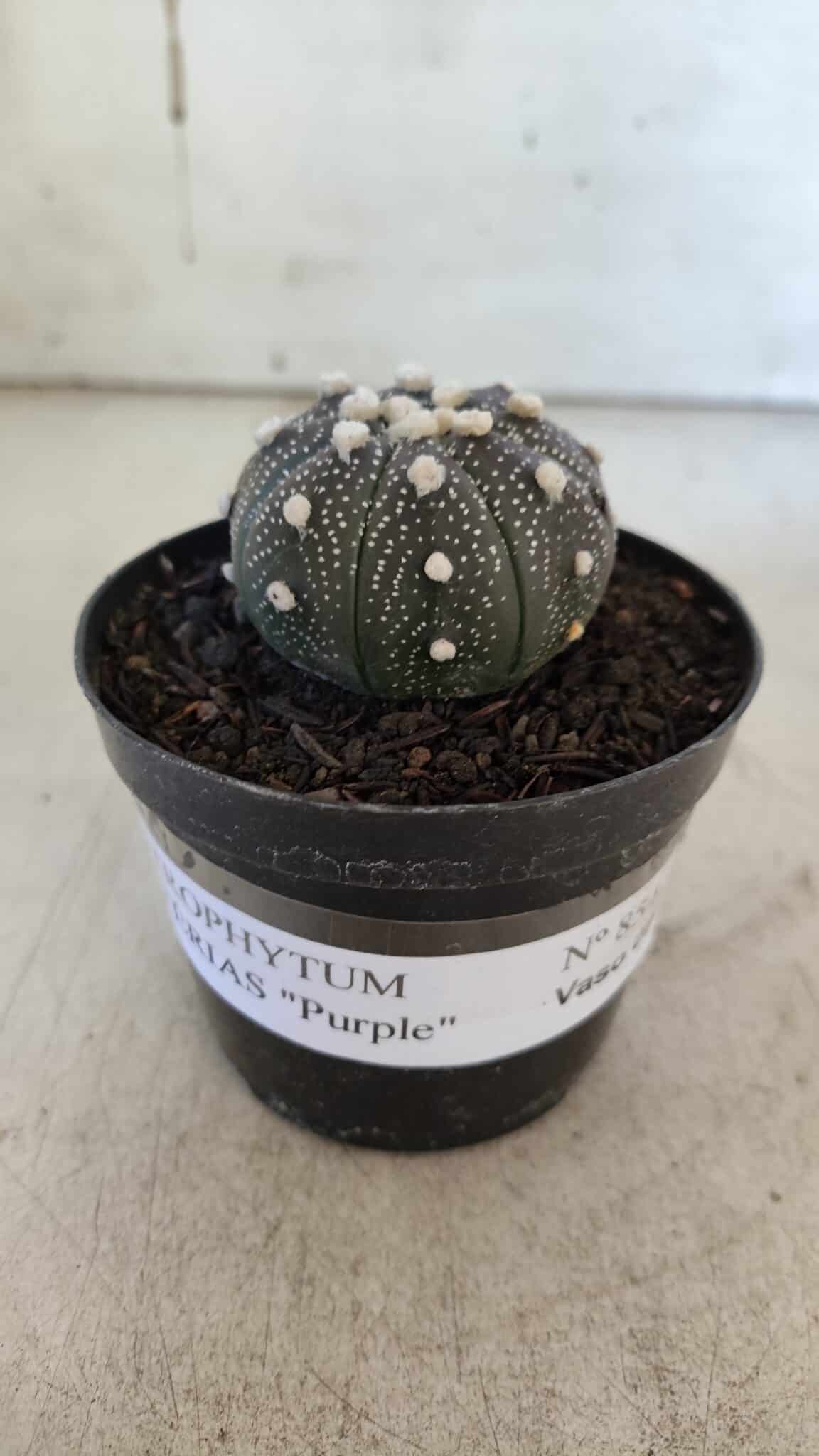 ASTROPHYTUM ASTERIAS “Purple”  Nº 854 – vaso 09