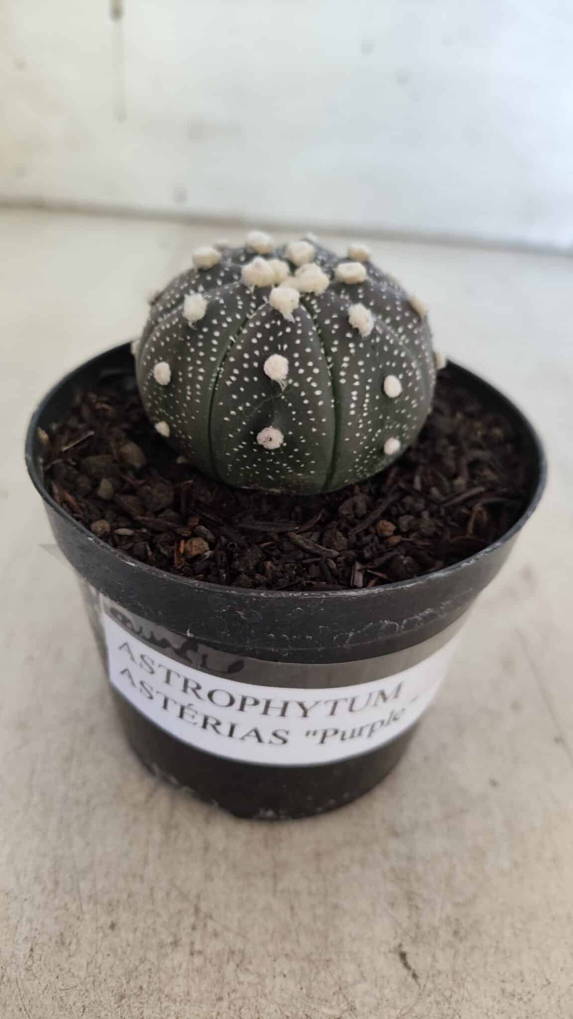 ASTROPHYTUM ASTERIAS “Purple”  Nº 854 – vaso 09