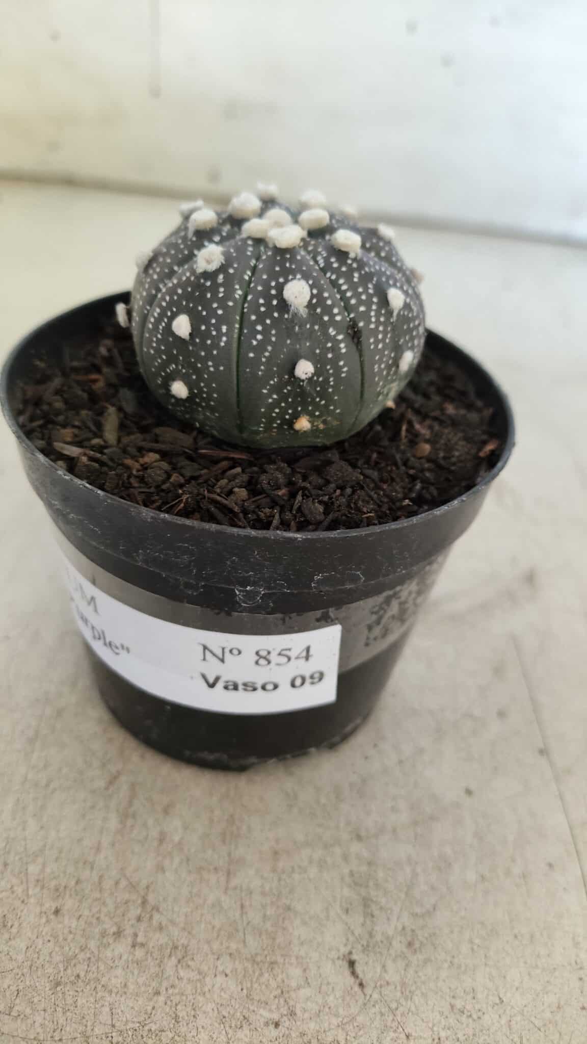 ASTROPHYTUM ASTERIAS “Purple”  Nº 854 – vaso 09