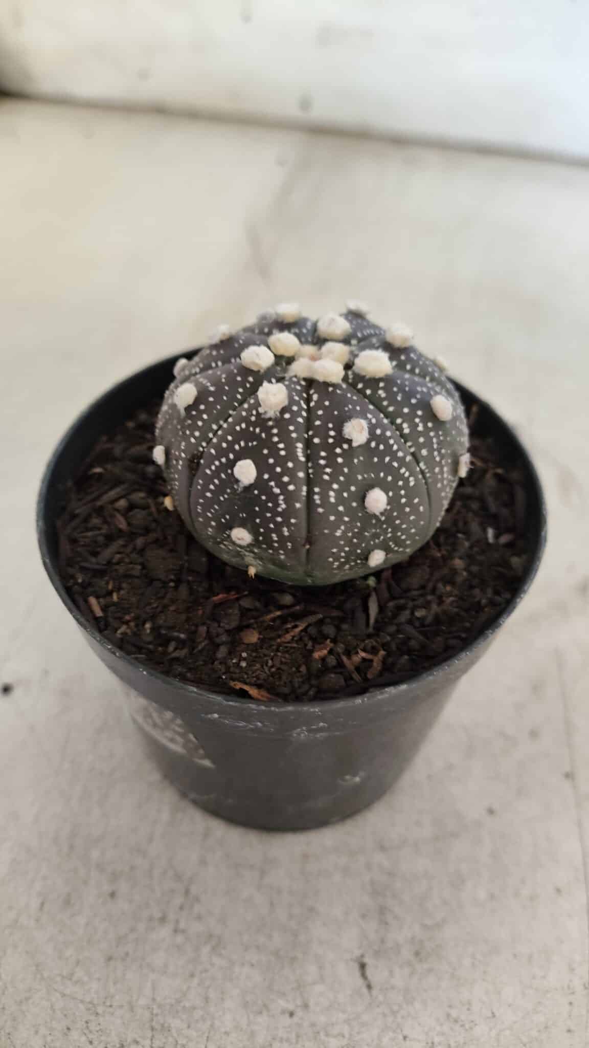 ASTROPHYTUM ASTERIAS “Purple”  Nº 854 – vaso 09