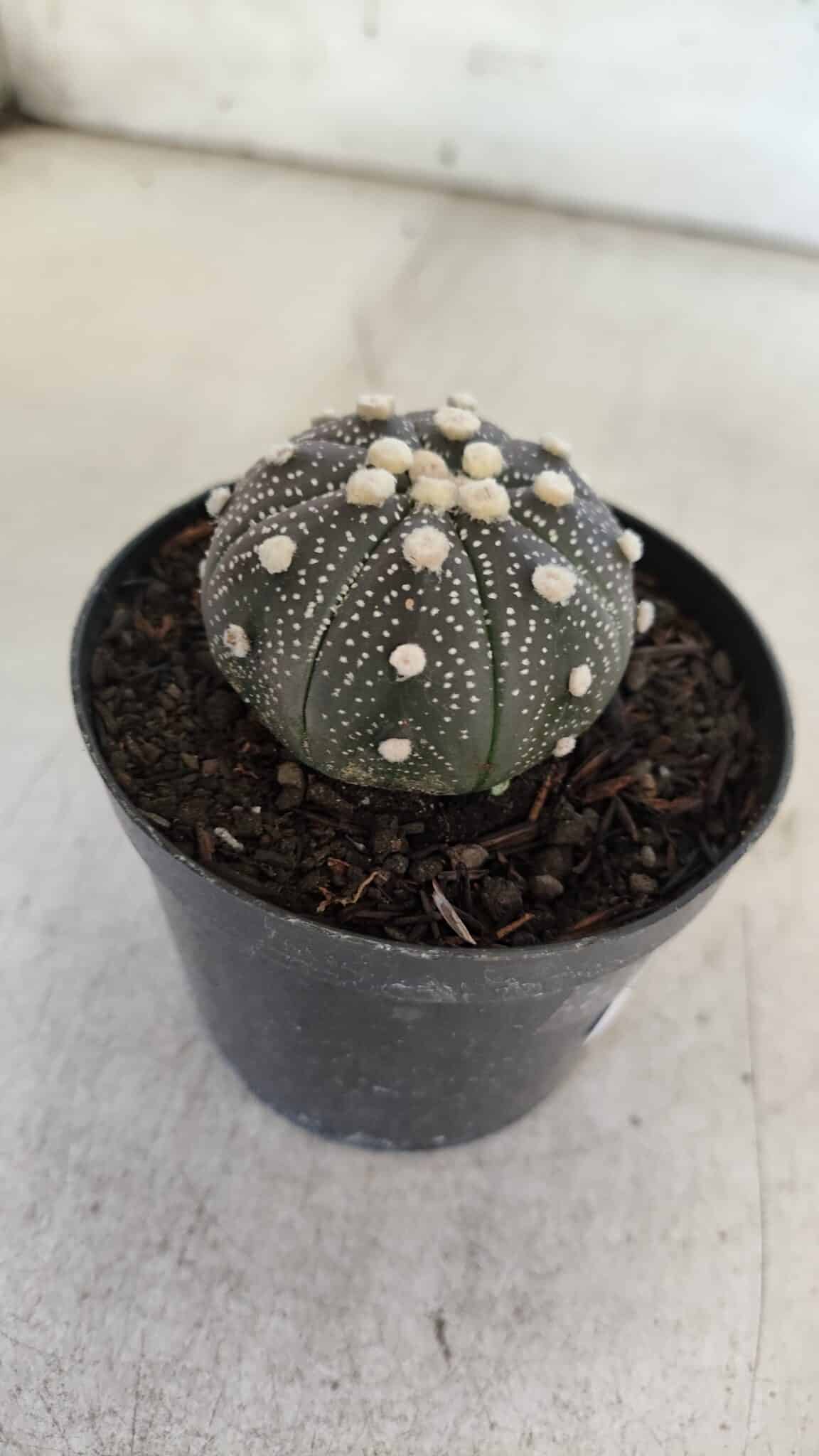 ASTROPHYTUM ASTERIAS “Purple”  Nº 854 – vaso 09