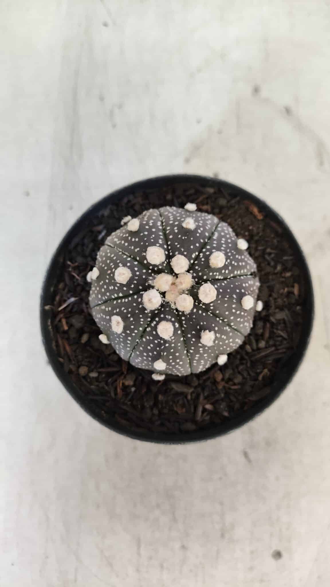 ASTROPHYTUM ASTERIAS “Purple”  Nº 854 – vaso 09