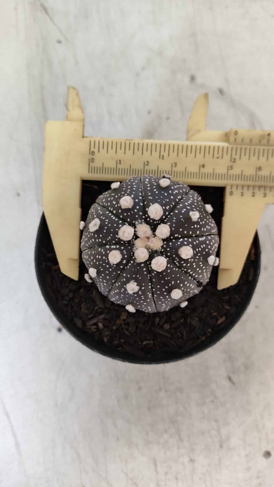 ASTROPHYTUM ASTERIAS “Purple”  Nº 854 – vaso 09