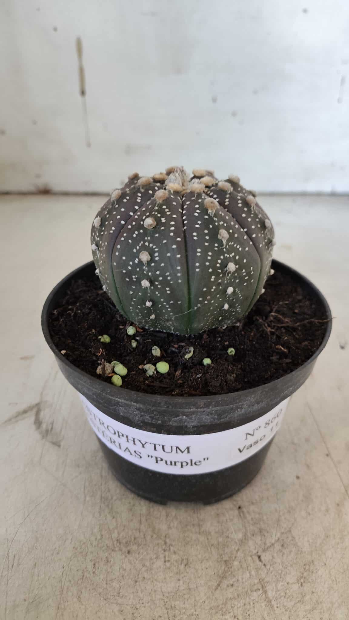 ASTROPHYTUM ASTERIAS “Purple”  Nº 860 – vaso 11