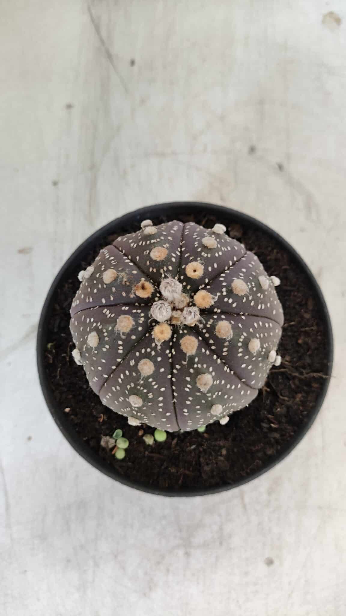 ASTROPHYTUM ASTERIAS “Purple”  Nº 860 – vaso 11