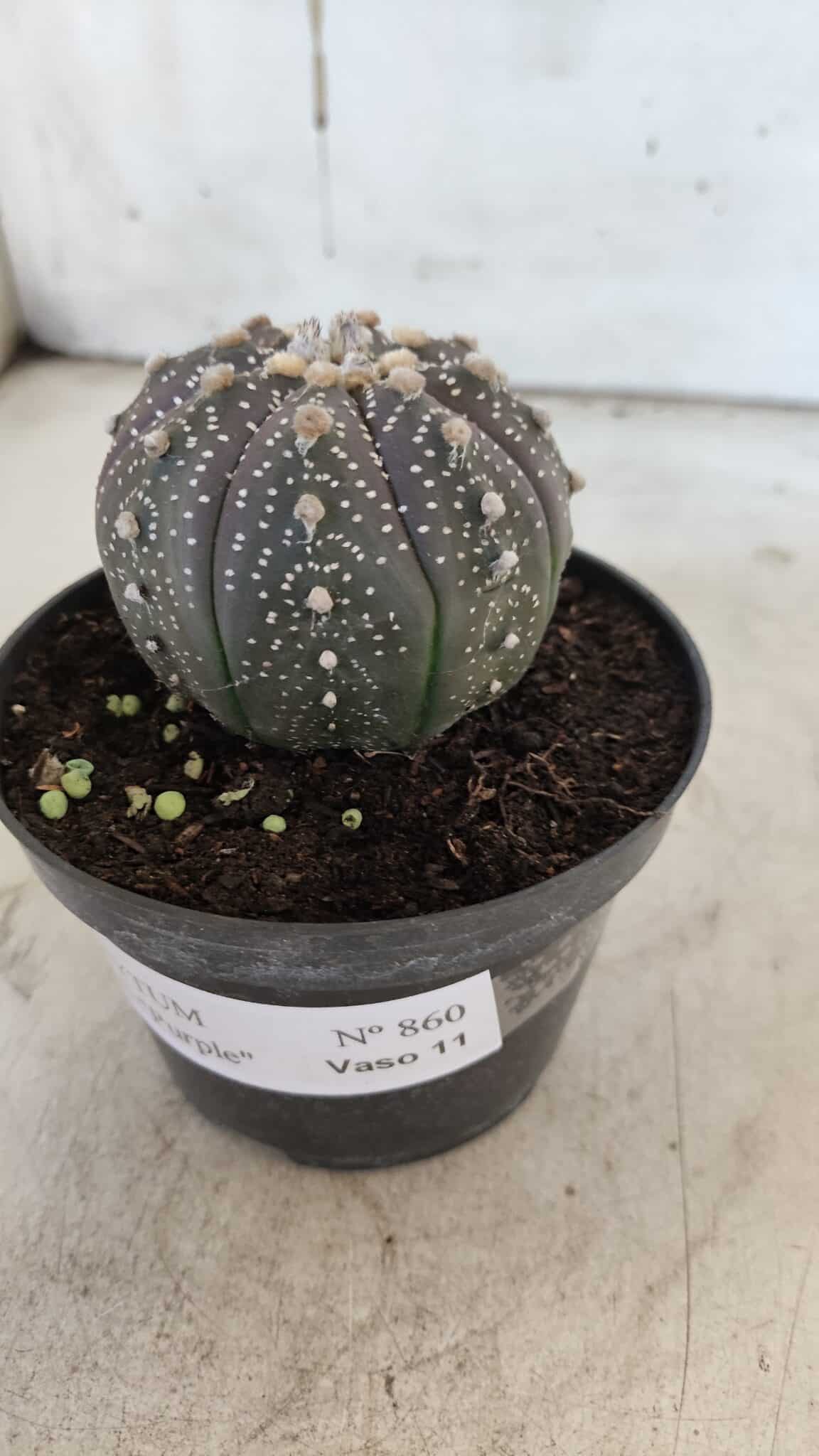 ASTROPHYTUM ASTERIAS “Purple”  Nº 860 – vaso 11