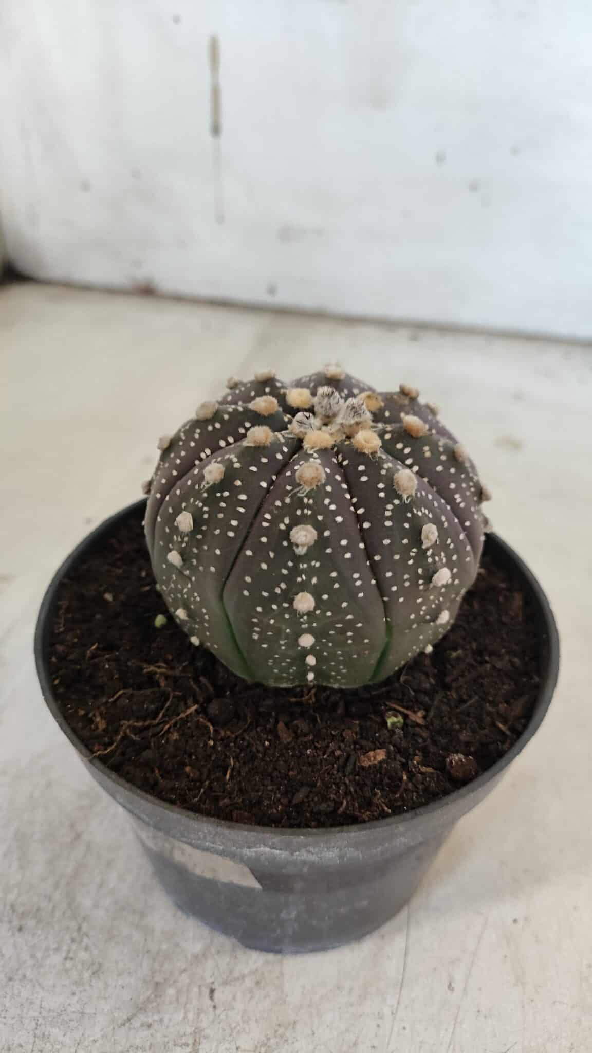 ASTROPHYTUM ASTERIAS “Purple”  Nº 860 – vaso 11