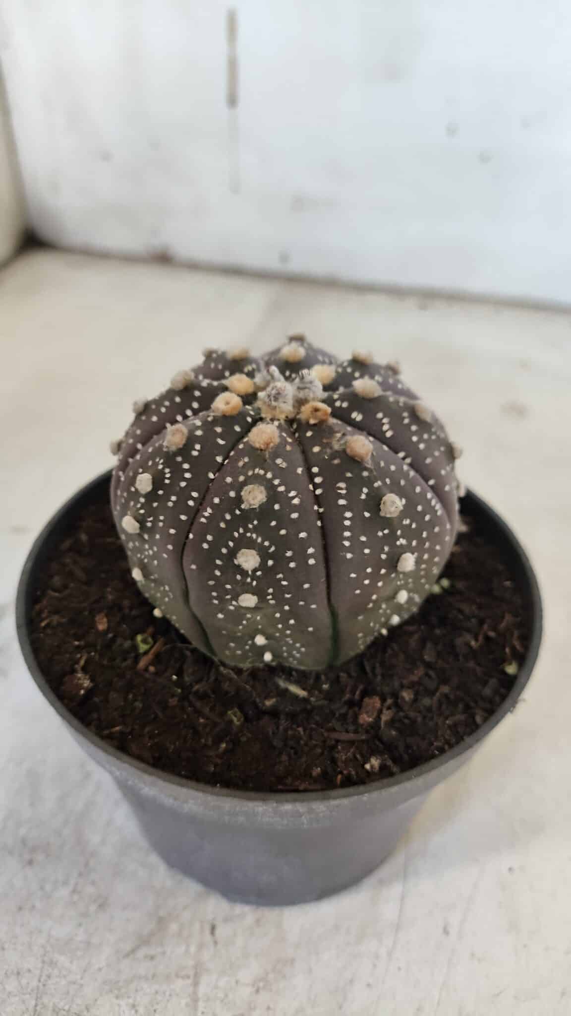 ASTROPHYTUM ASTERIAS “Purple”  Nº 860 – vaso 11