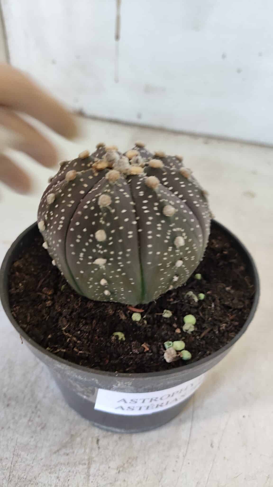 ASTROPHYTUM ASTERIAS “Purple”  Nº 860 – vaso 11