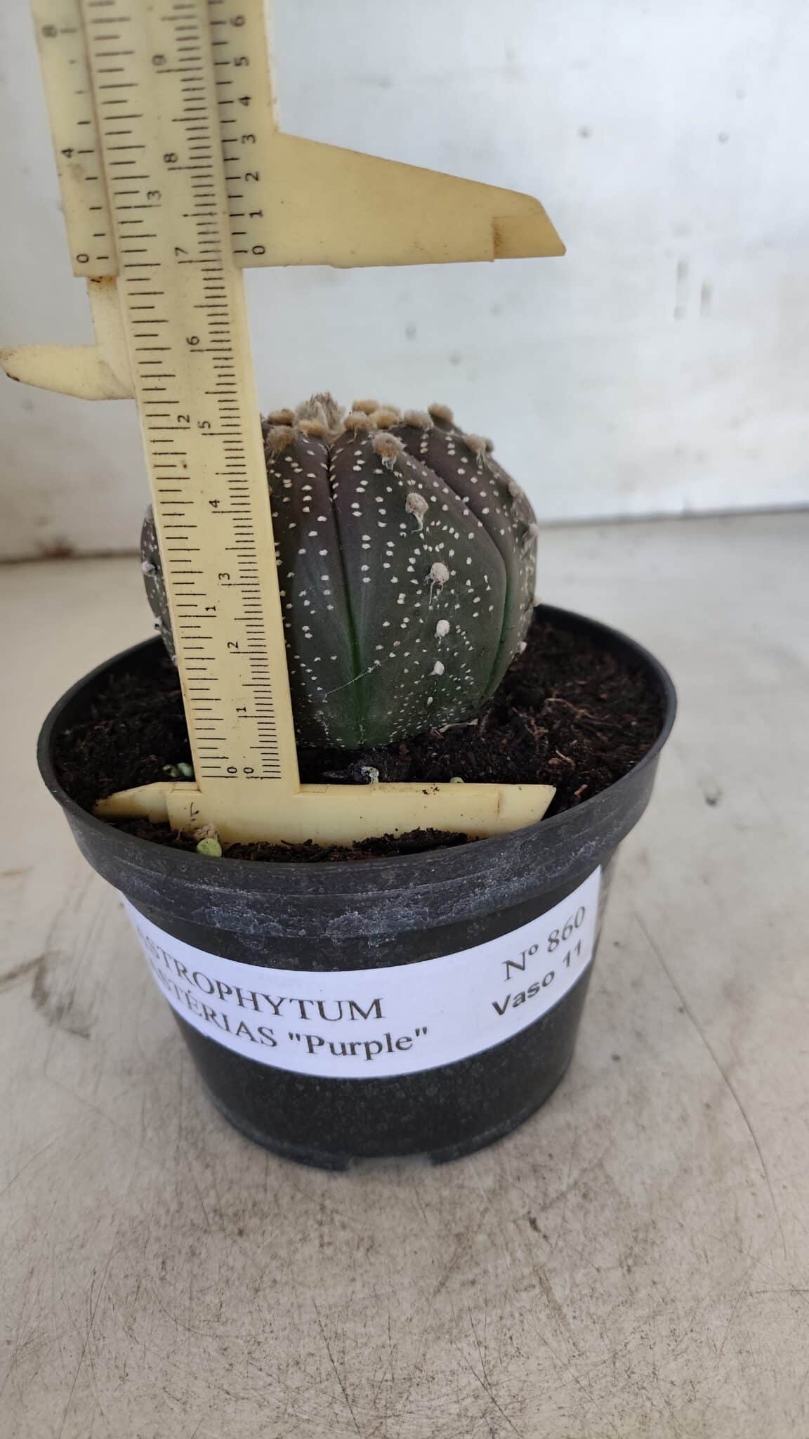 ASTROPHYTUM ASTERIAS “Purple”  Nº 860 – vaso 11
